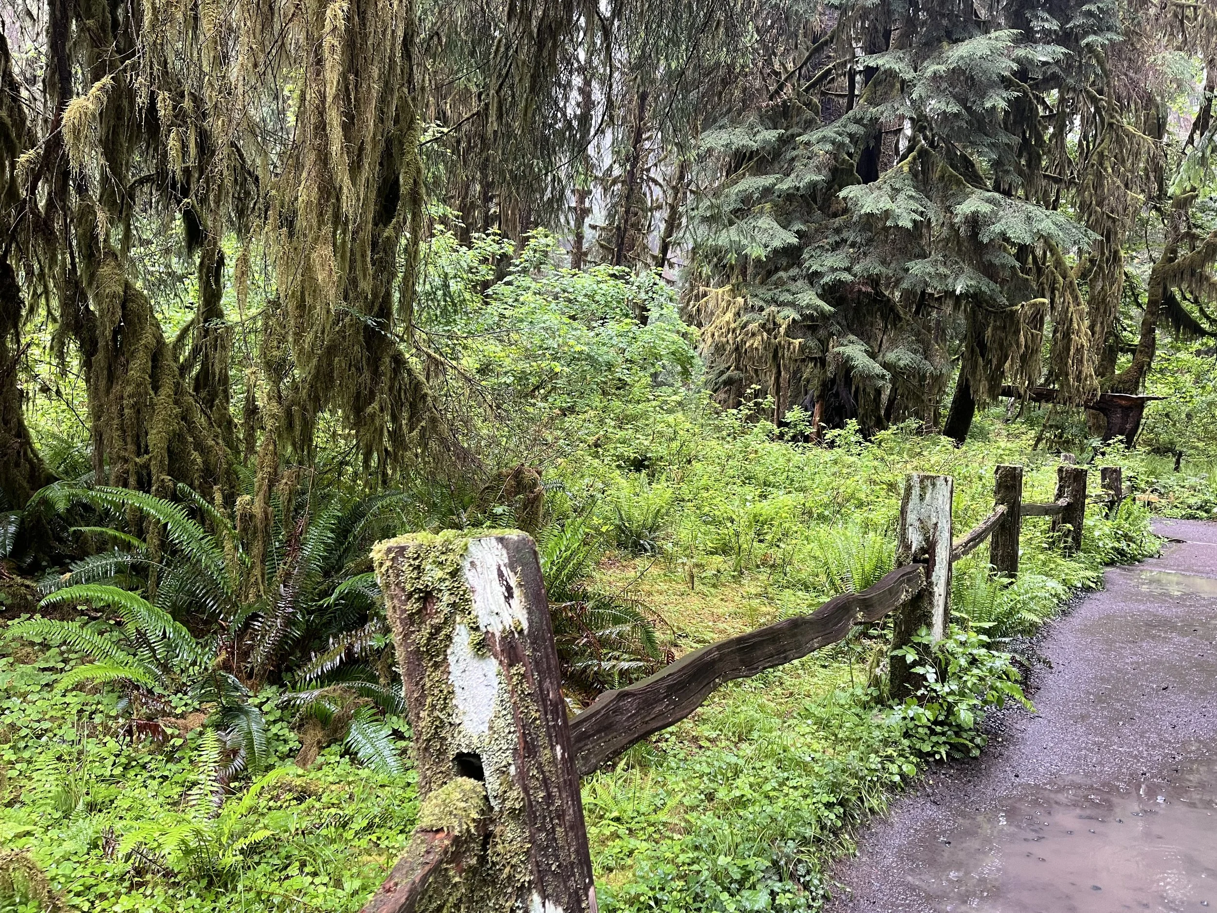 Trail with an old fence in a lush landscape
