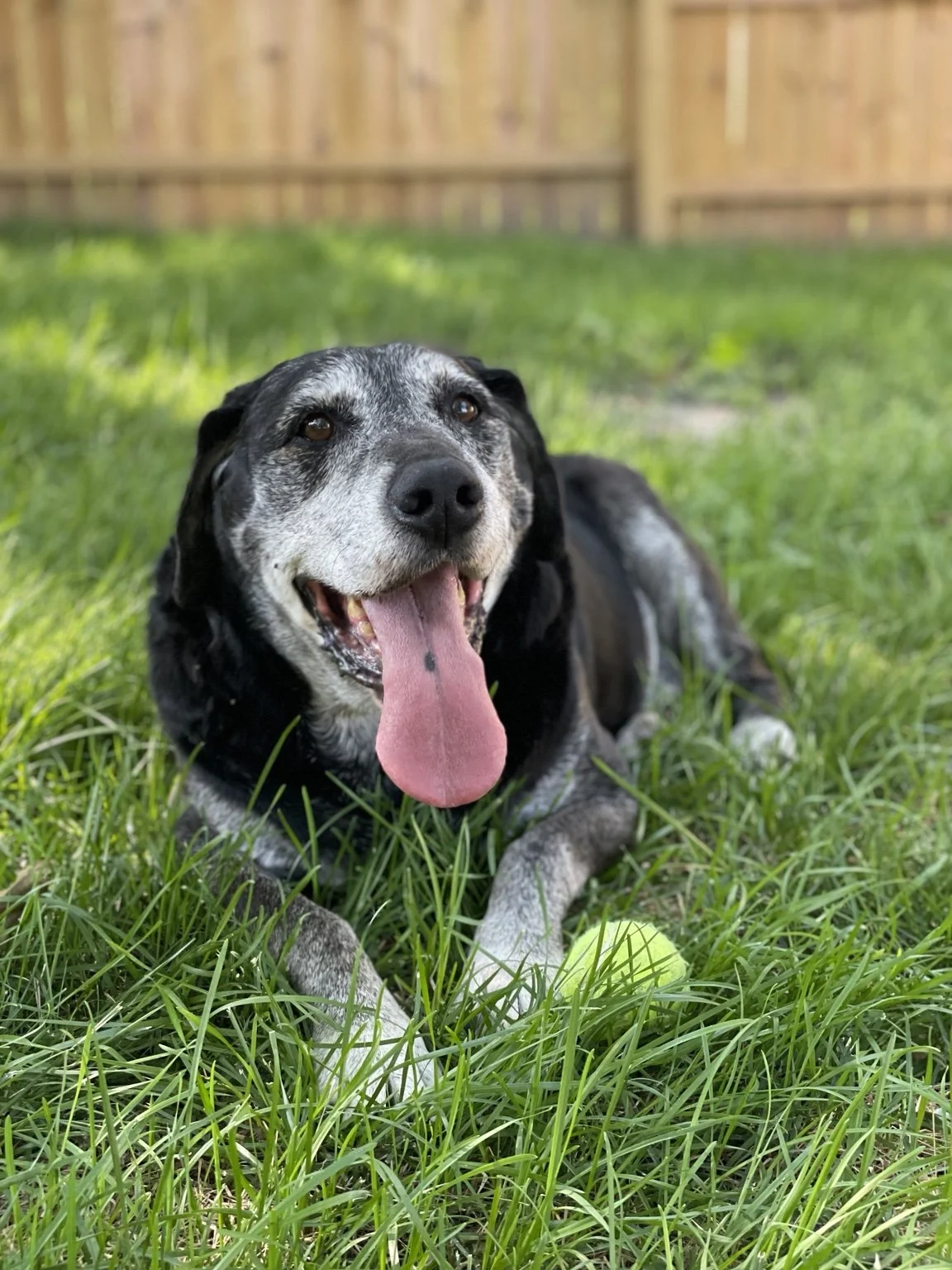 A happy, black and gray dog lying on green grass with a wooden fence in the background, tongue hanging out.