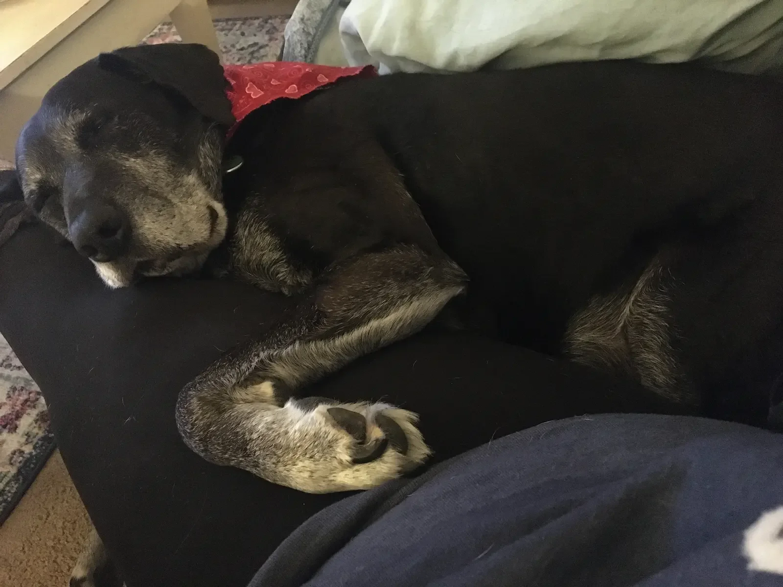 A black dog with brown and tan markings on its face and legs, wearing a red bandana with a heart pattern, is sleeping on a black couch with a blanket and a beige pillow nearby.
