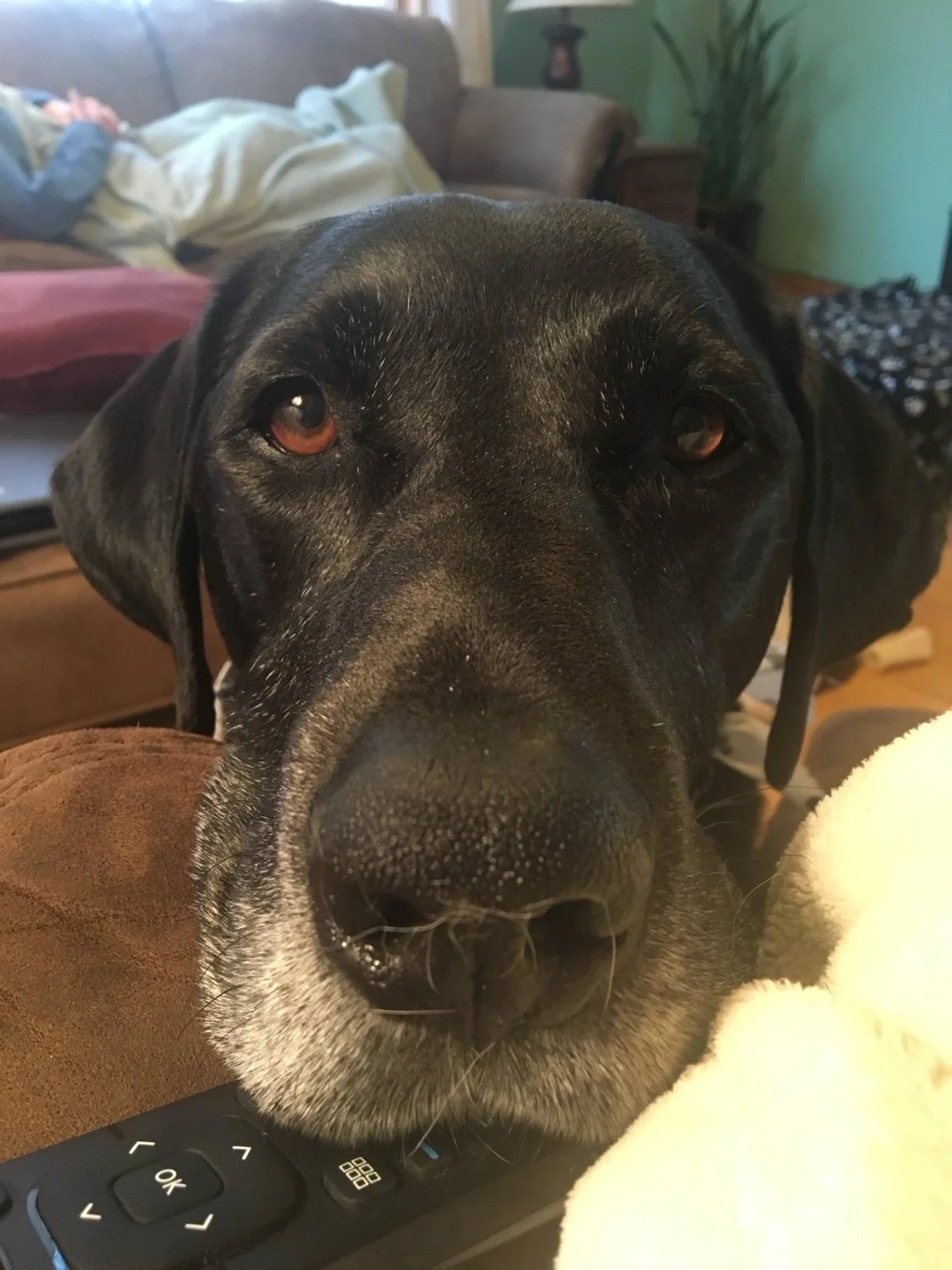 Close-up of a black dog's face, with a gray muzzle, resting on a brown surface, with a TV remote control in front.