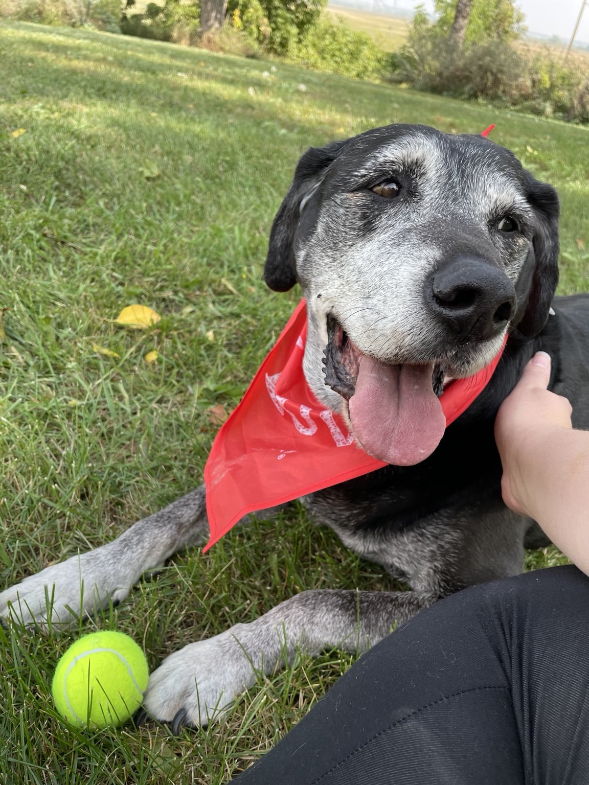 A happy black and gray dog with a red bandana lying on the grass, with a tennis ball near its paw, outdoors in a park-like setting.