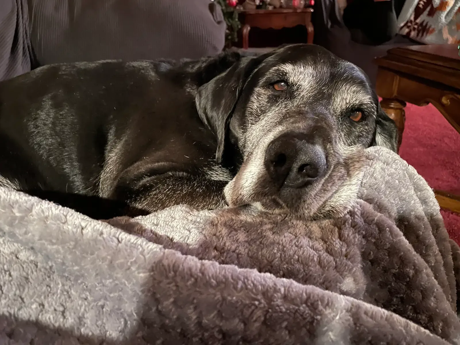 A senior dog with a gray face resting on a plush gray blanket indoors.