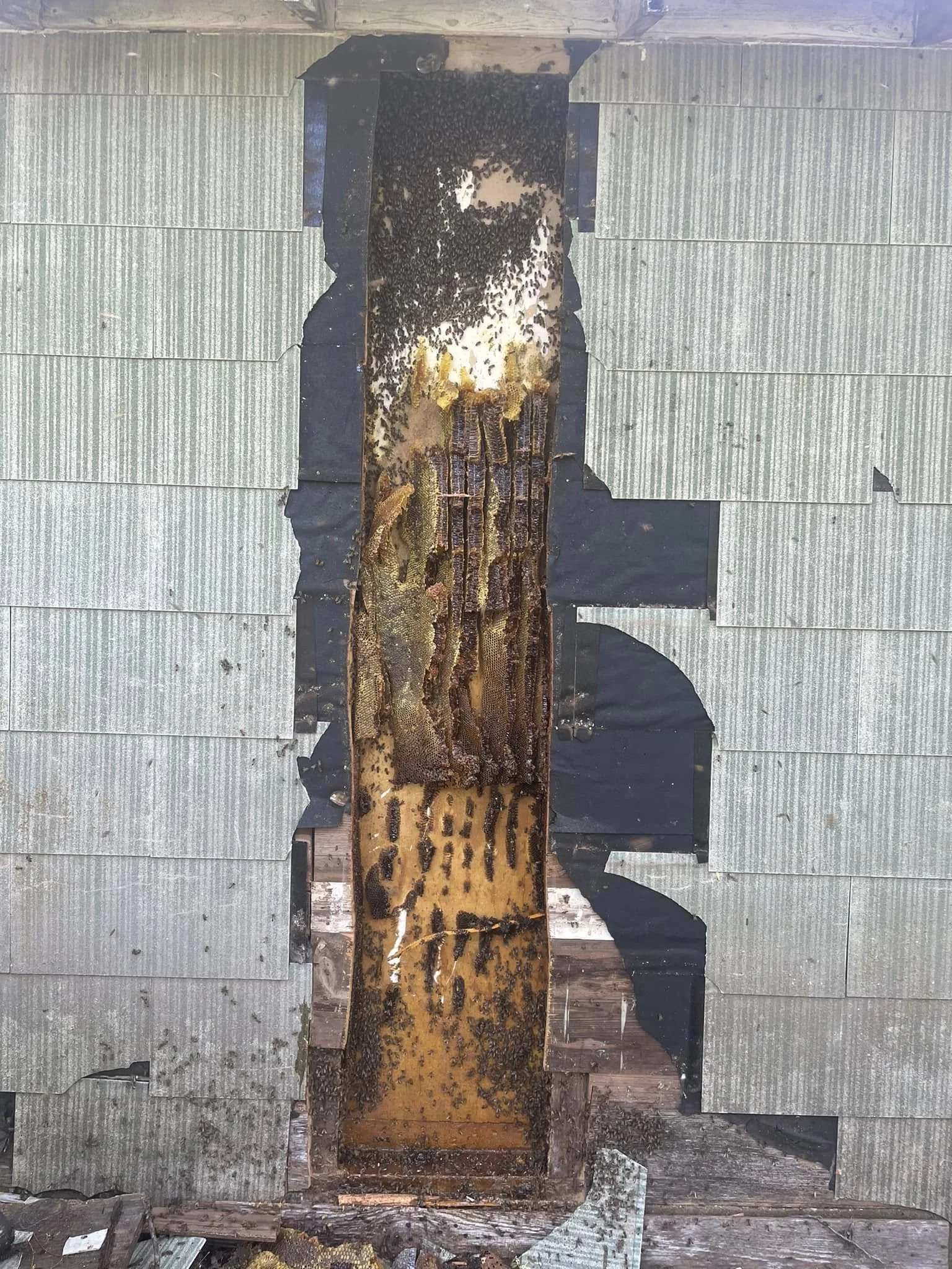 A beehive with honeycombs on a wooden frame, surrounded by honey and bees.