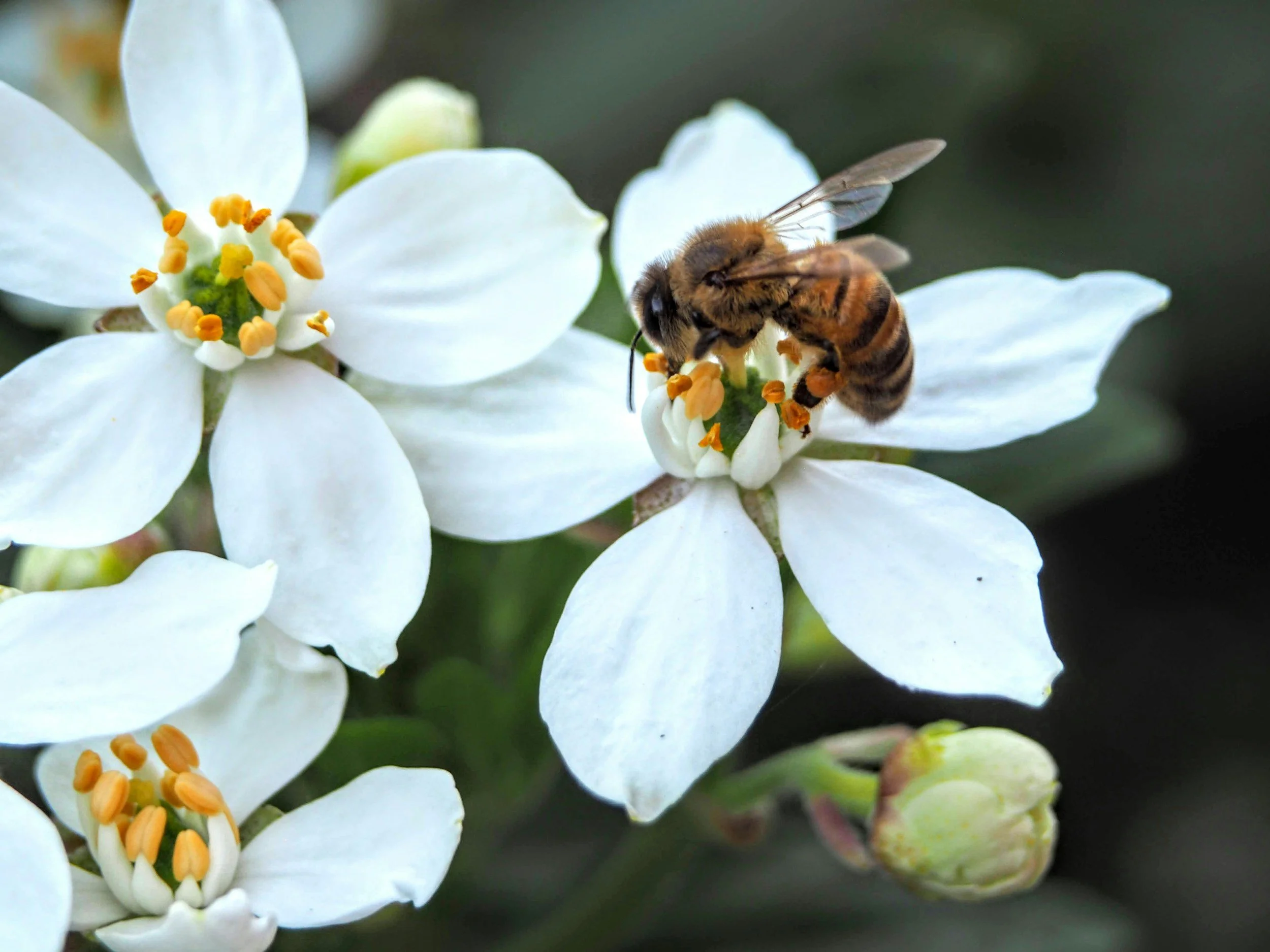 Close-up of a bee collecting nectar from a white flower with yellow stamens.