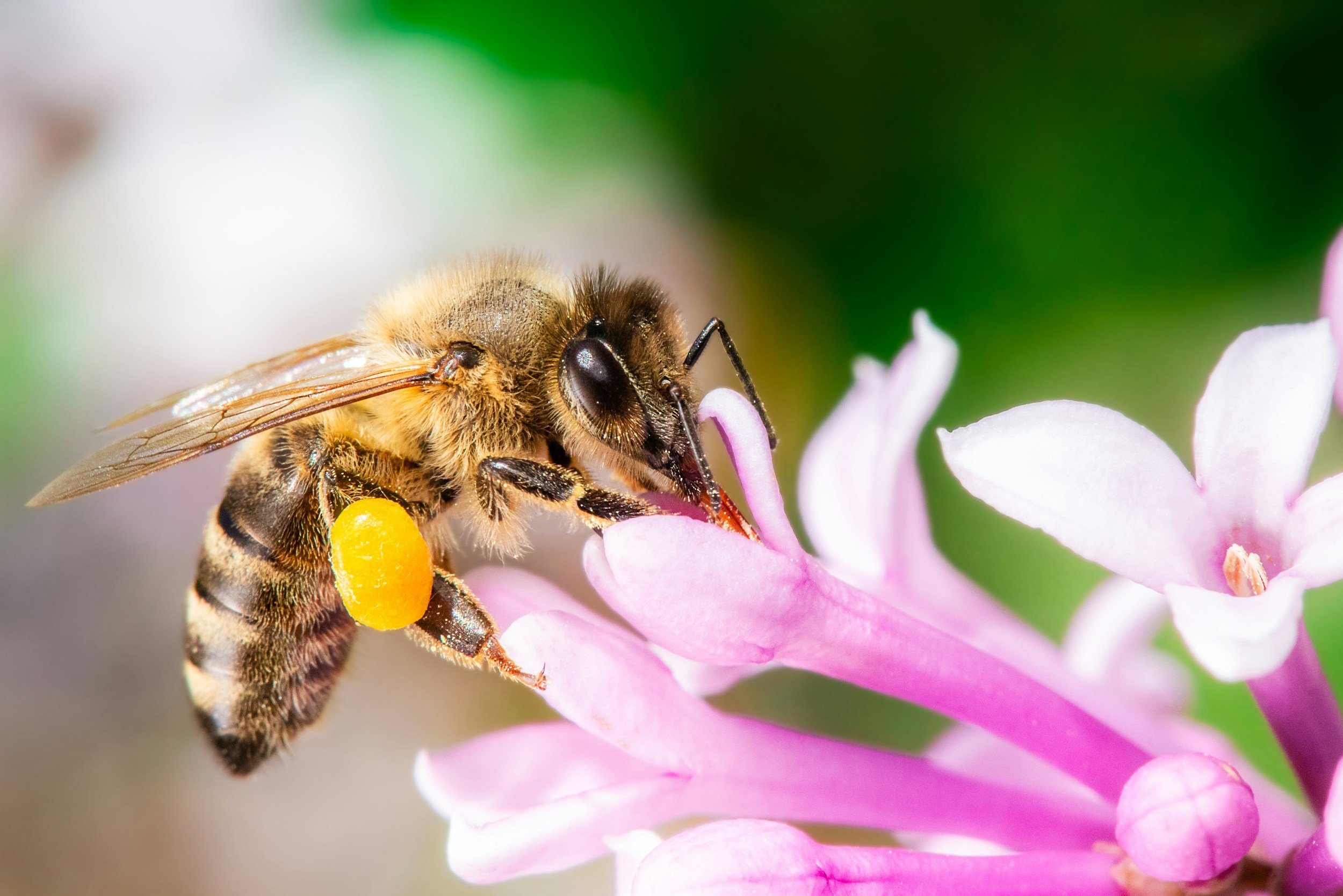 Close-up of a honey bee collecting pollen from a pink flower with green background.