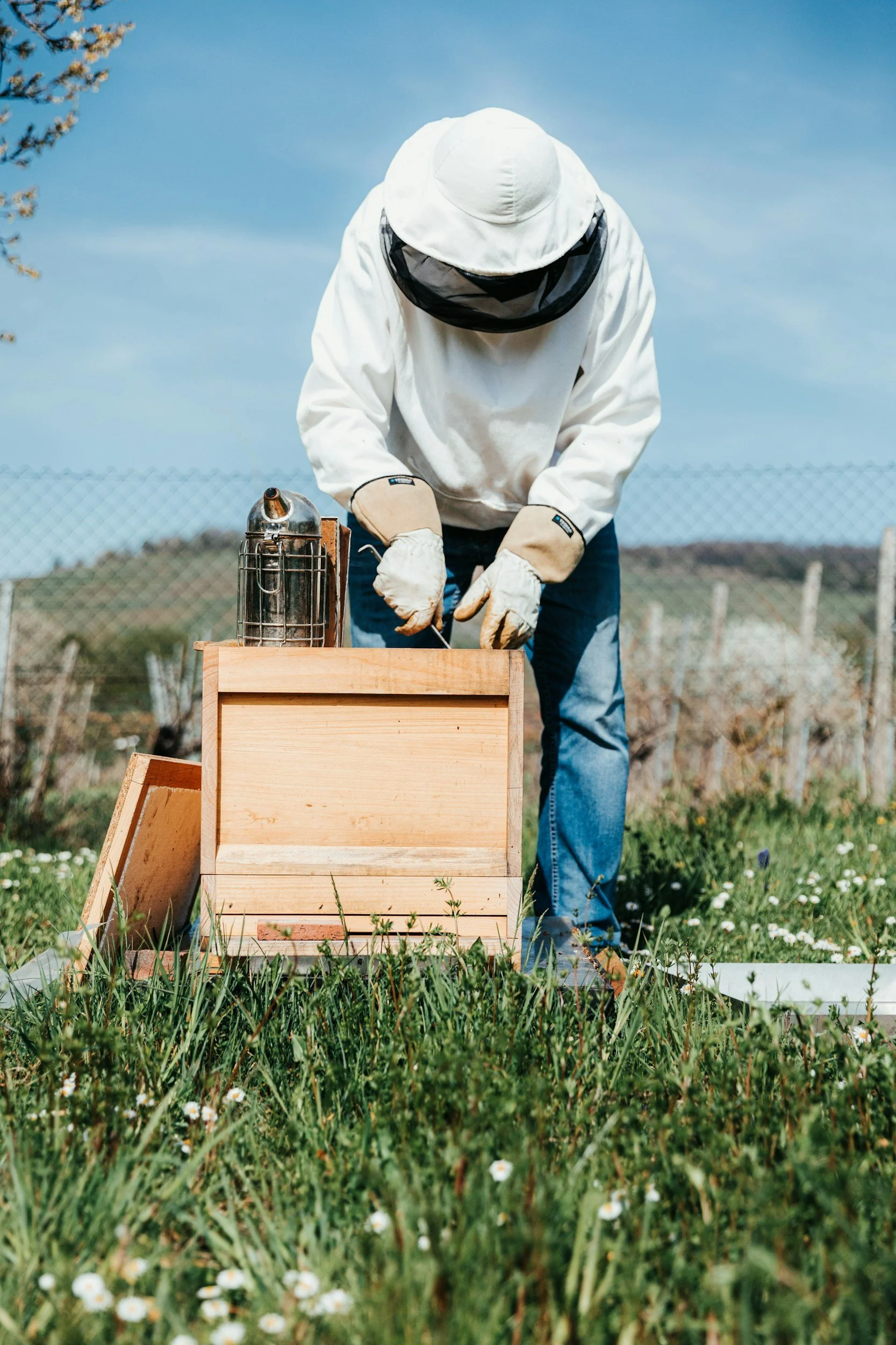 Person wearing beekeeping suit, gloves, and veil working with a beehive in a grassy outdoor area.