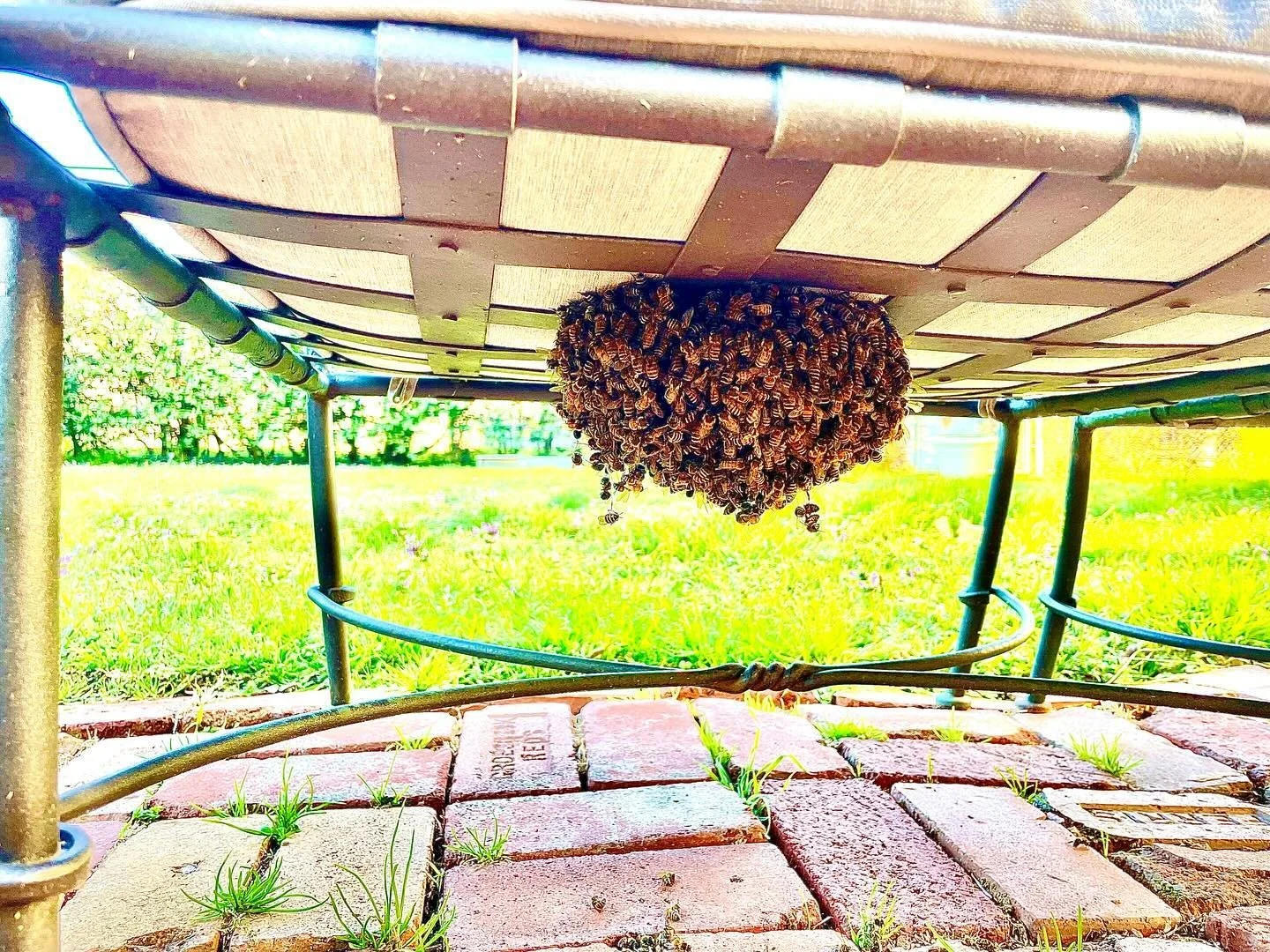 First swarm of 2024! Our rescue season has officially started ❤️ 🐝