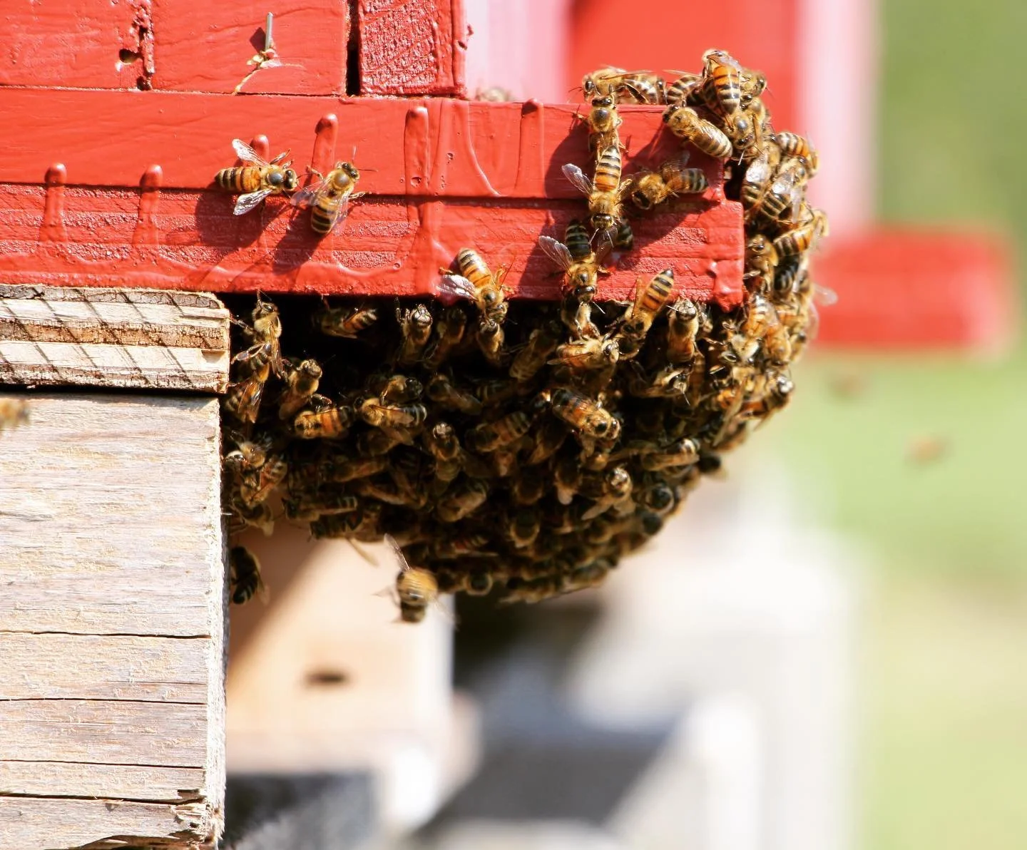 #RescueBees #BeardingBees