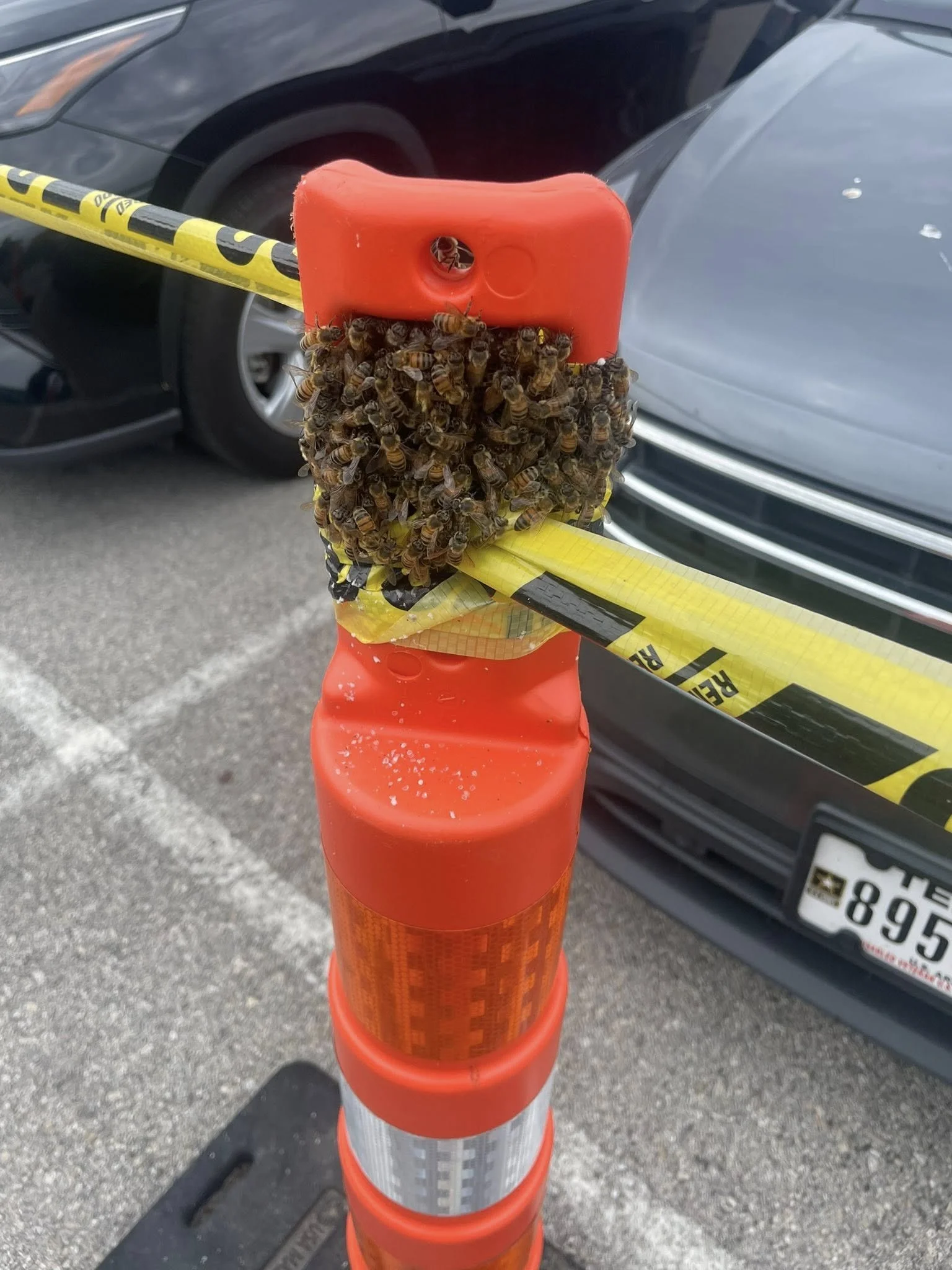 A close-up of a bright orange traffic cone secured with yellow caution tape, with a beehive of bees attached to the cone in front of a dark-colored car.
