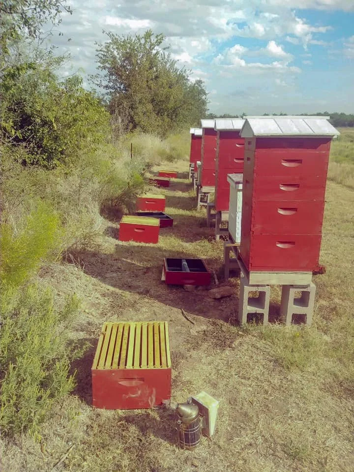 Multiple red beehives with white roofs arranged in a row in an open field, some hive boxes are open, with a small yellow and black wooden entrance board on the ground in front of the hives.