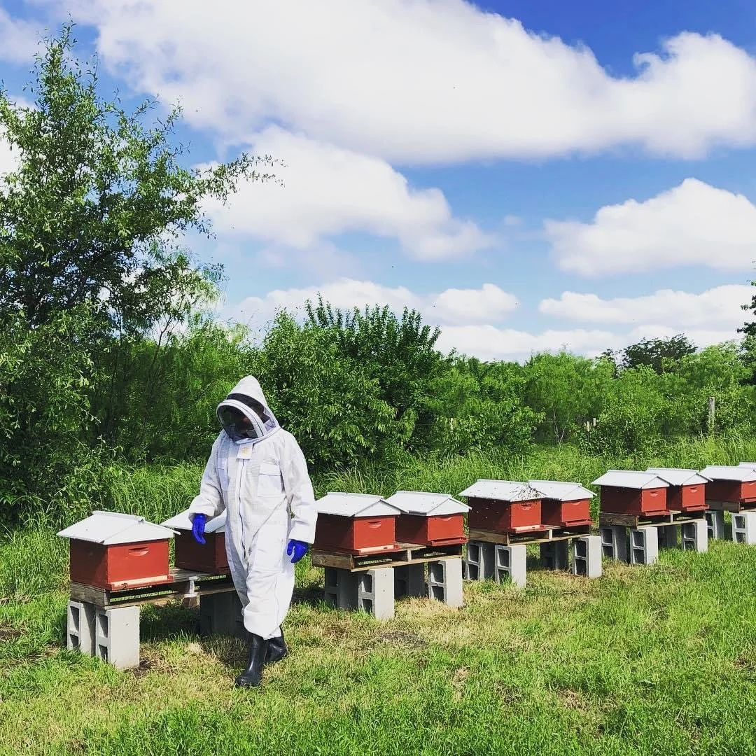 A person in a white beekeeping suit and gloves inspecting hives outdoors on a sunny day with green trees and blue sky in the background.