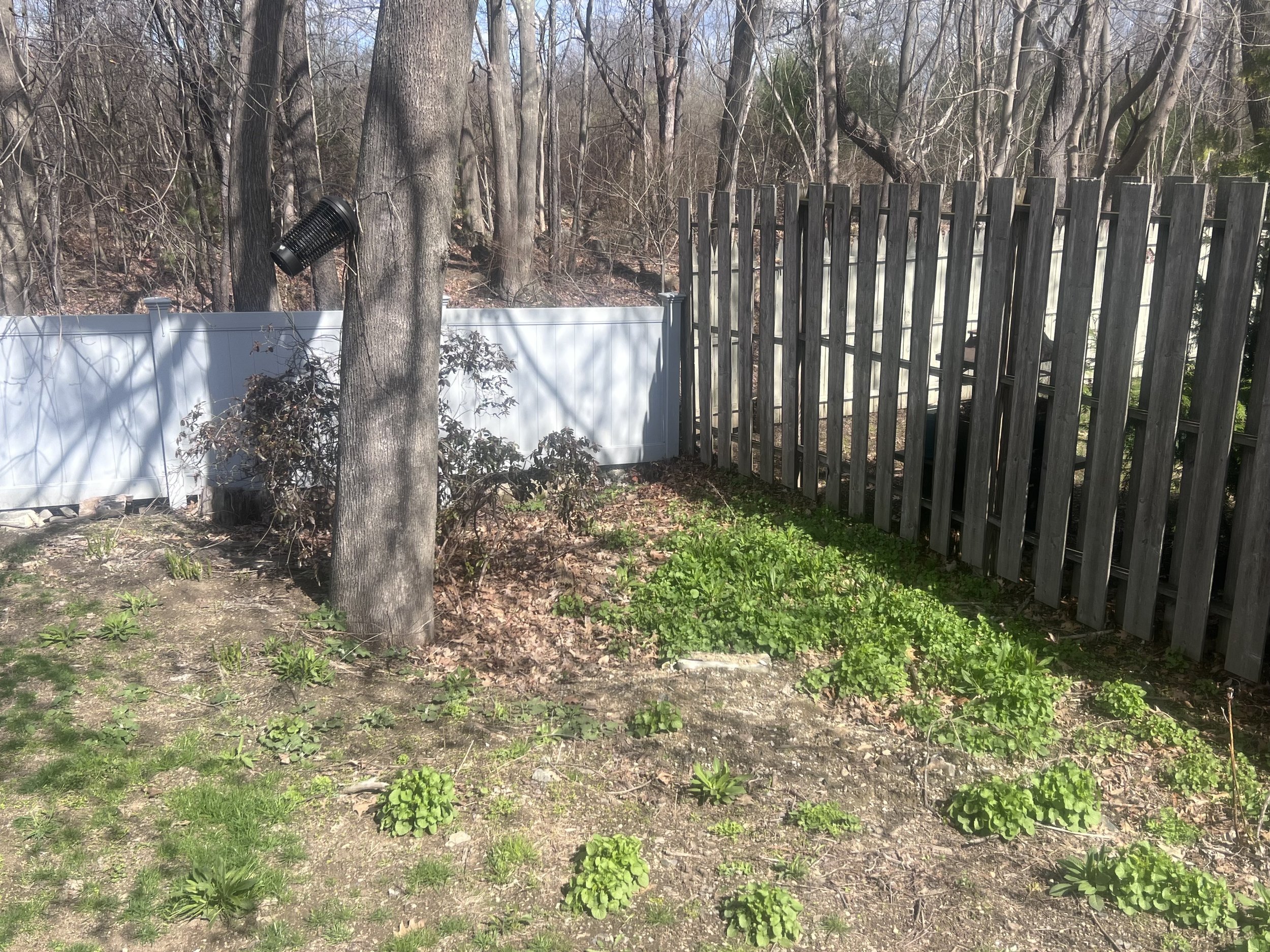 Front yard before landscape renovation in Portsmouth, NH.