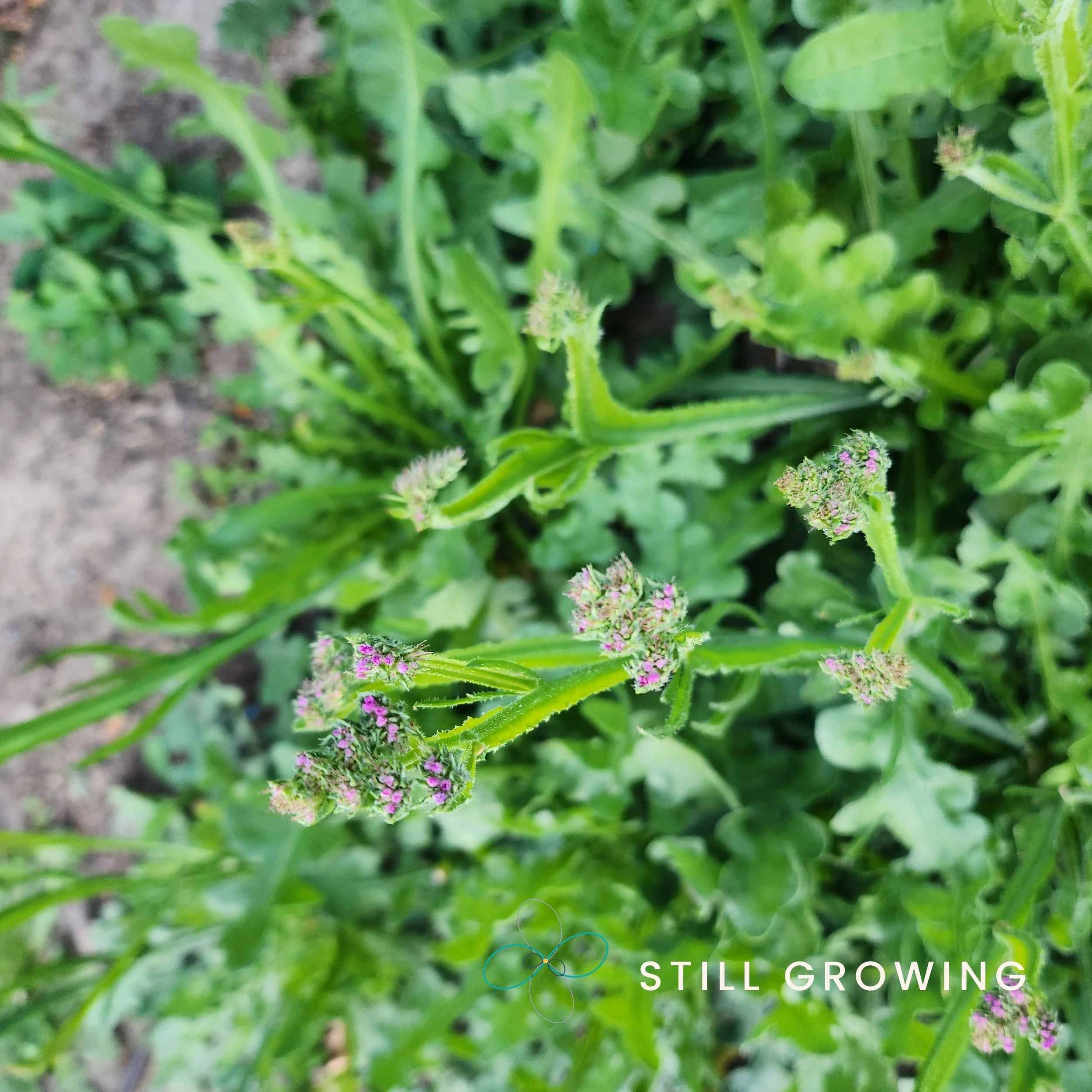 20260522_064136_stillgrowing.jpg