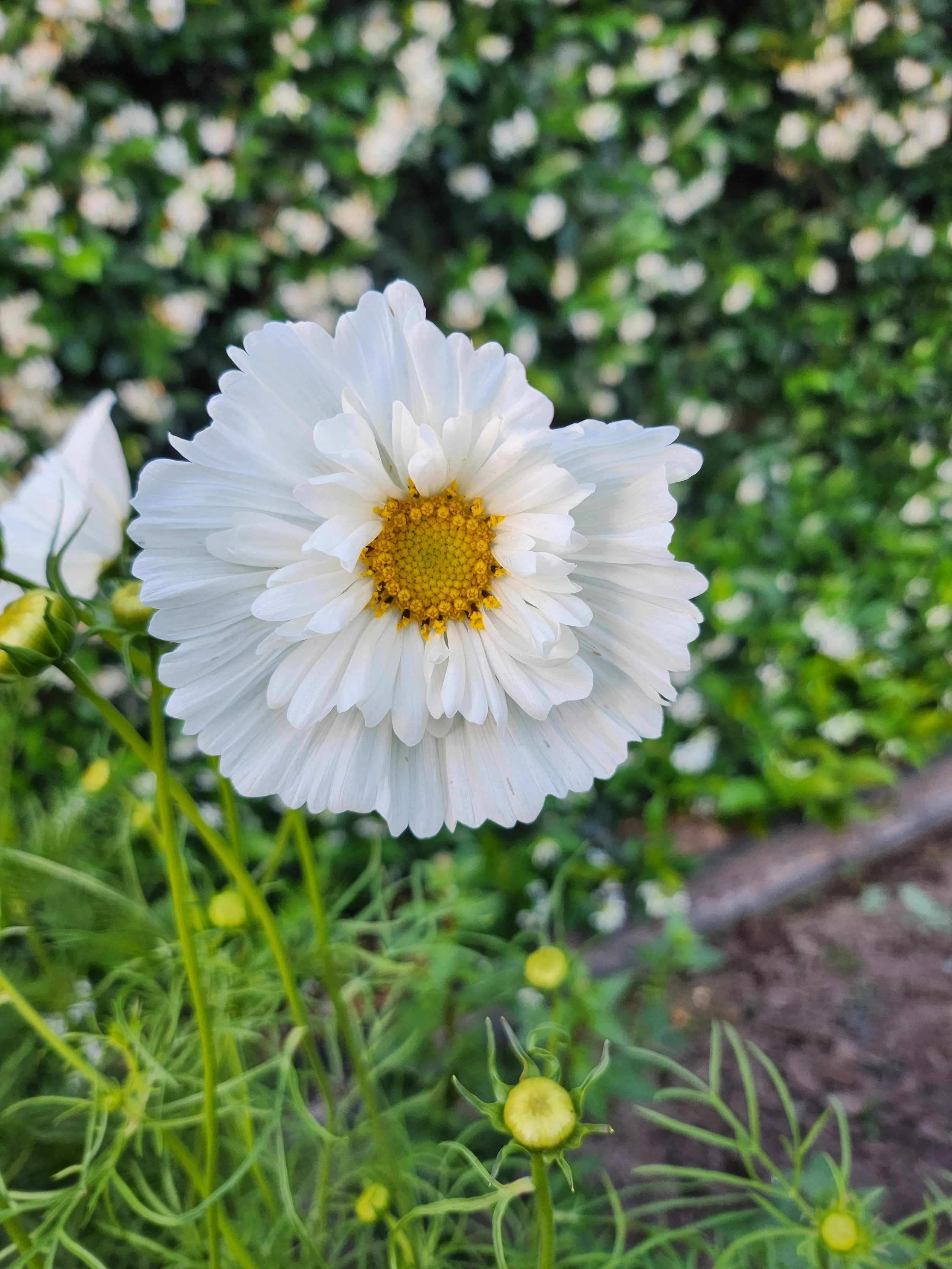 Close-up of a white daisy flower with a yellow center, surrounded by green foliage and several buds, in a garden setting.