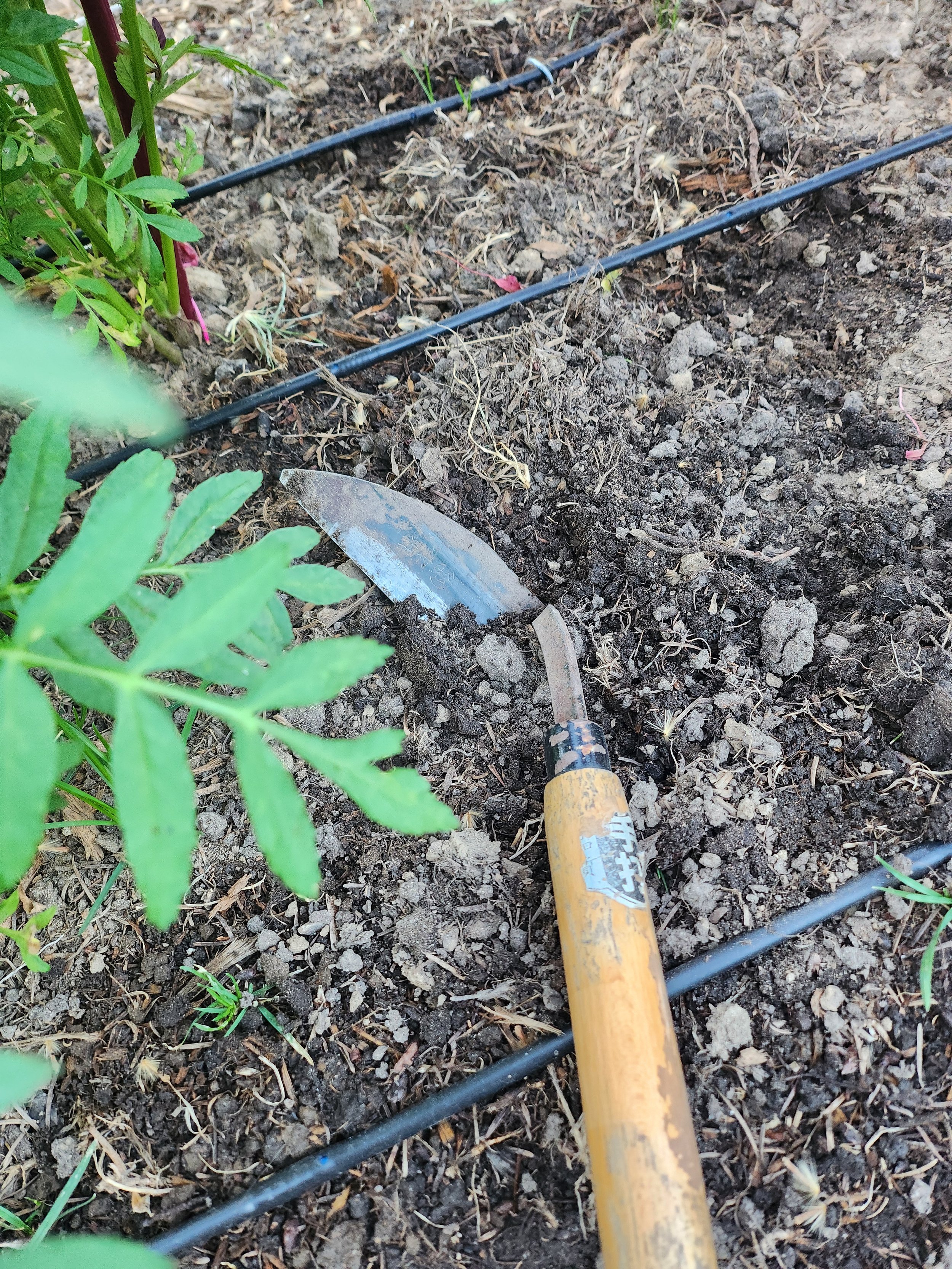 Close-up of a garden bed with soil, a yellow gardening tool, and black drip irrigation tubes, surrounded by green plants.