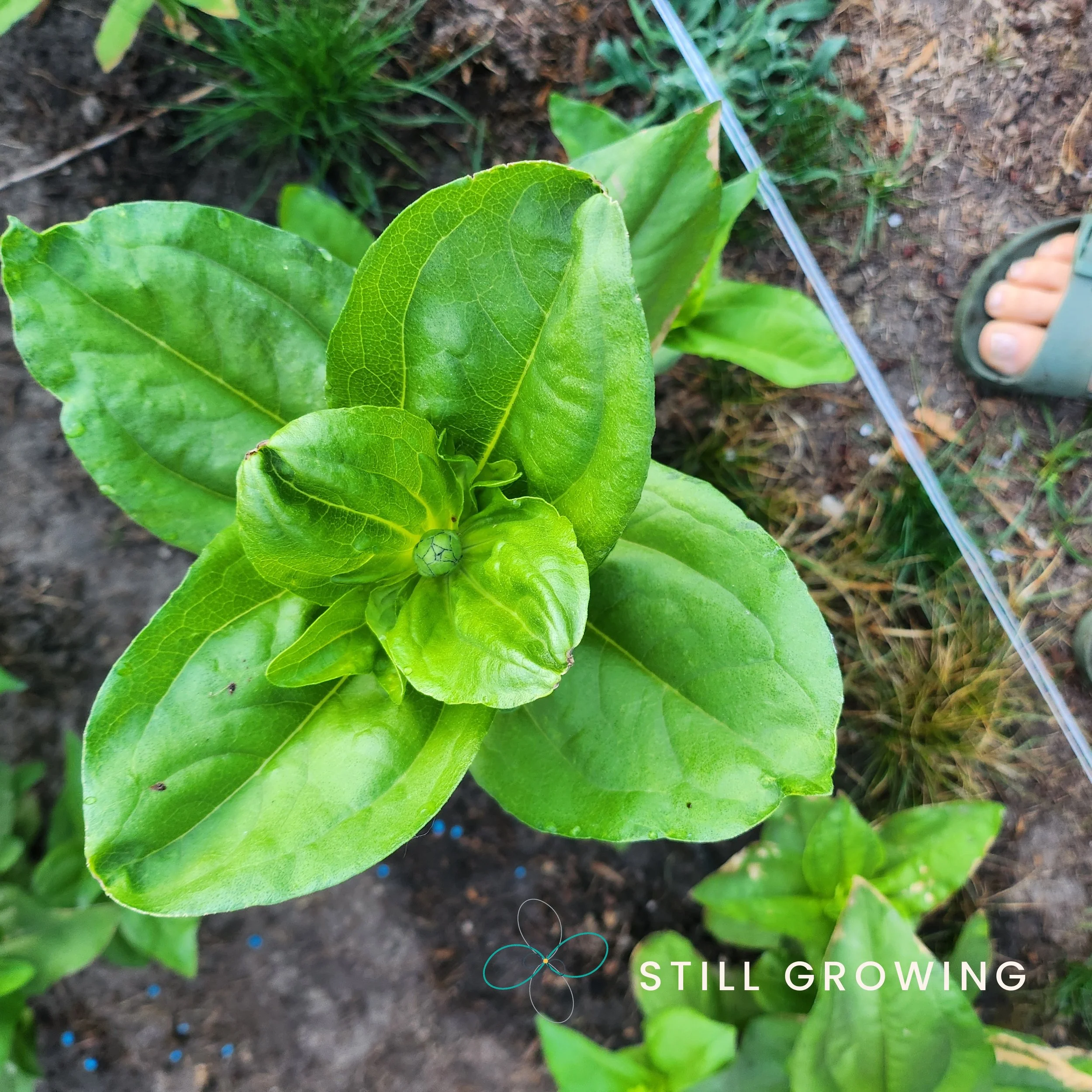 Benary's Giant Zinnia