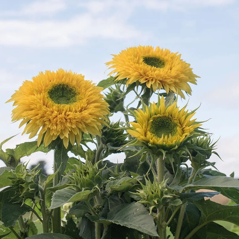 Lemonade Sunflower