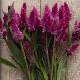 Ruby Parfait Celosia