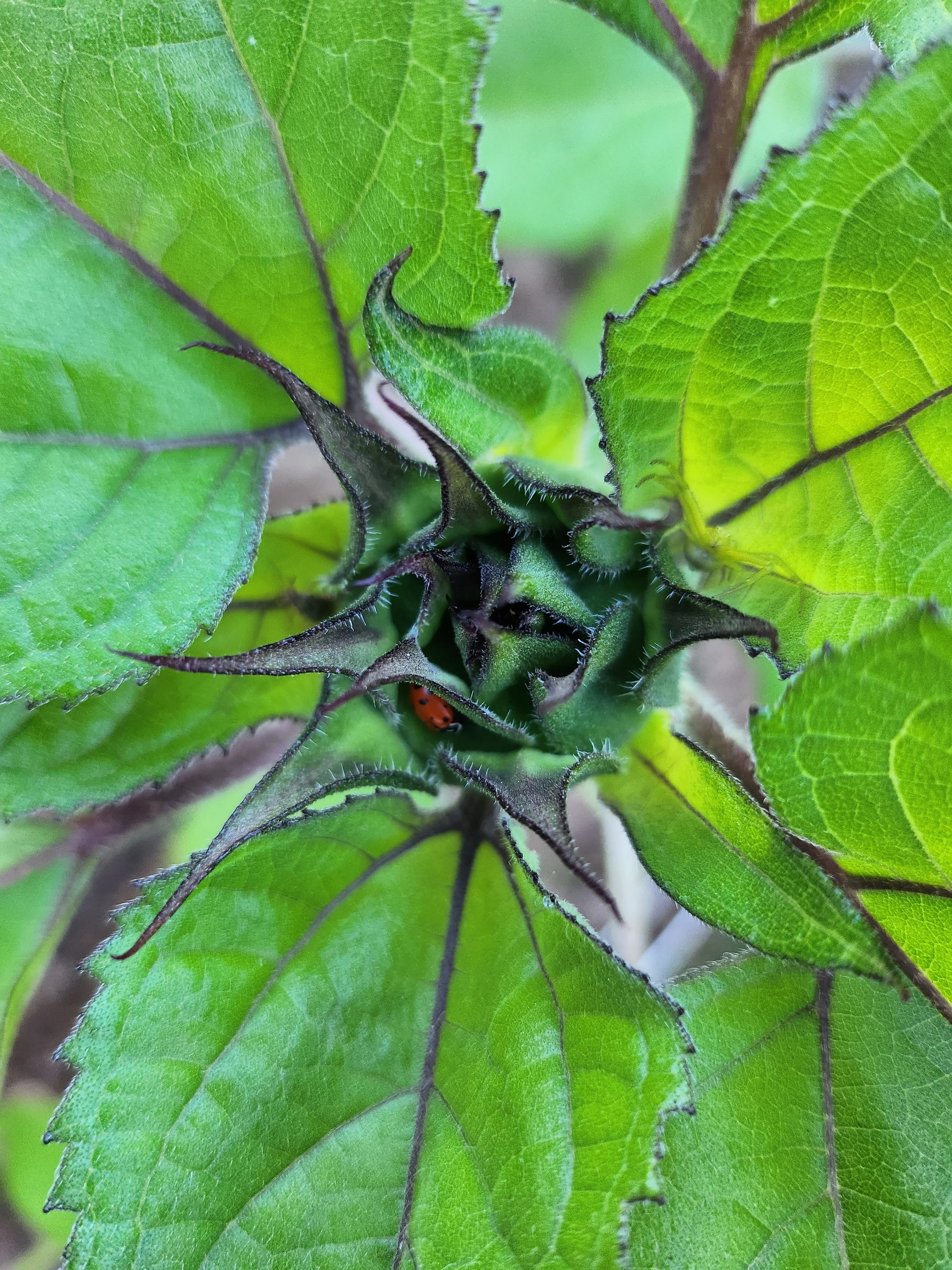 Close-up of green leaves on a plant with serrated edges and tiny hairs. A small insect, possibly a ladybug larva, is visible on the leaf stem.