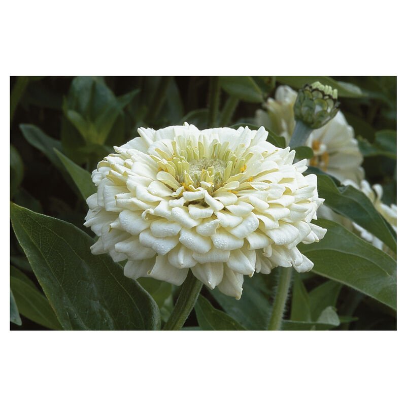 Benary's Giant White Zinnia
