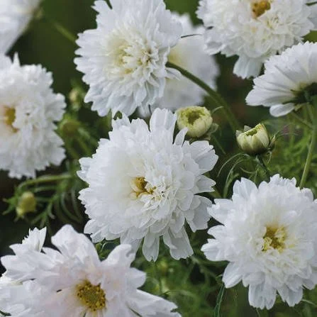 Double Click Snow Puff Cosmos
