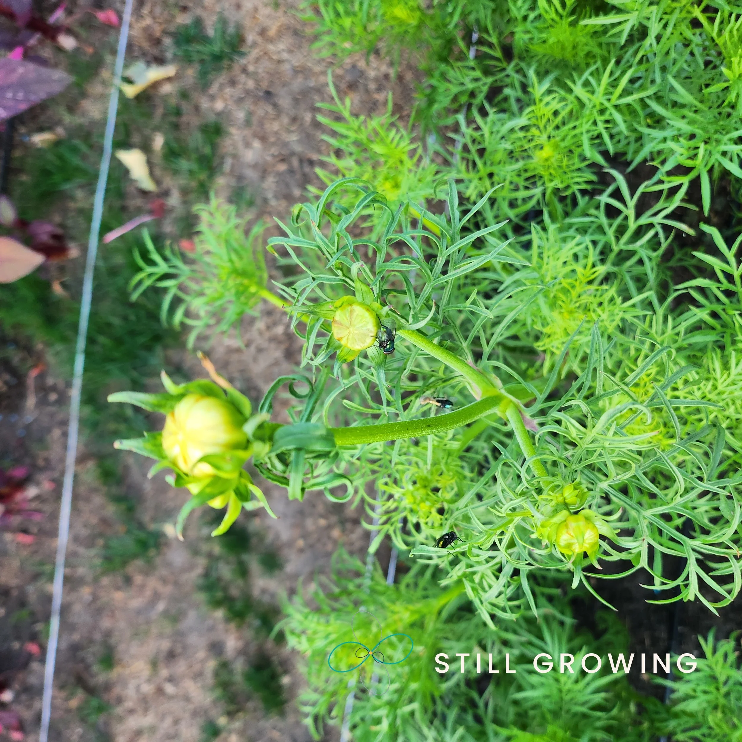 20260522_064447_stillgrowing.jpg