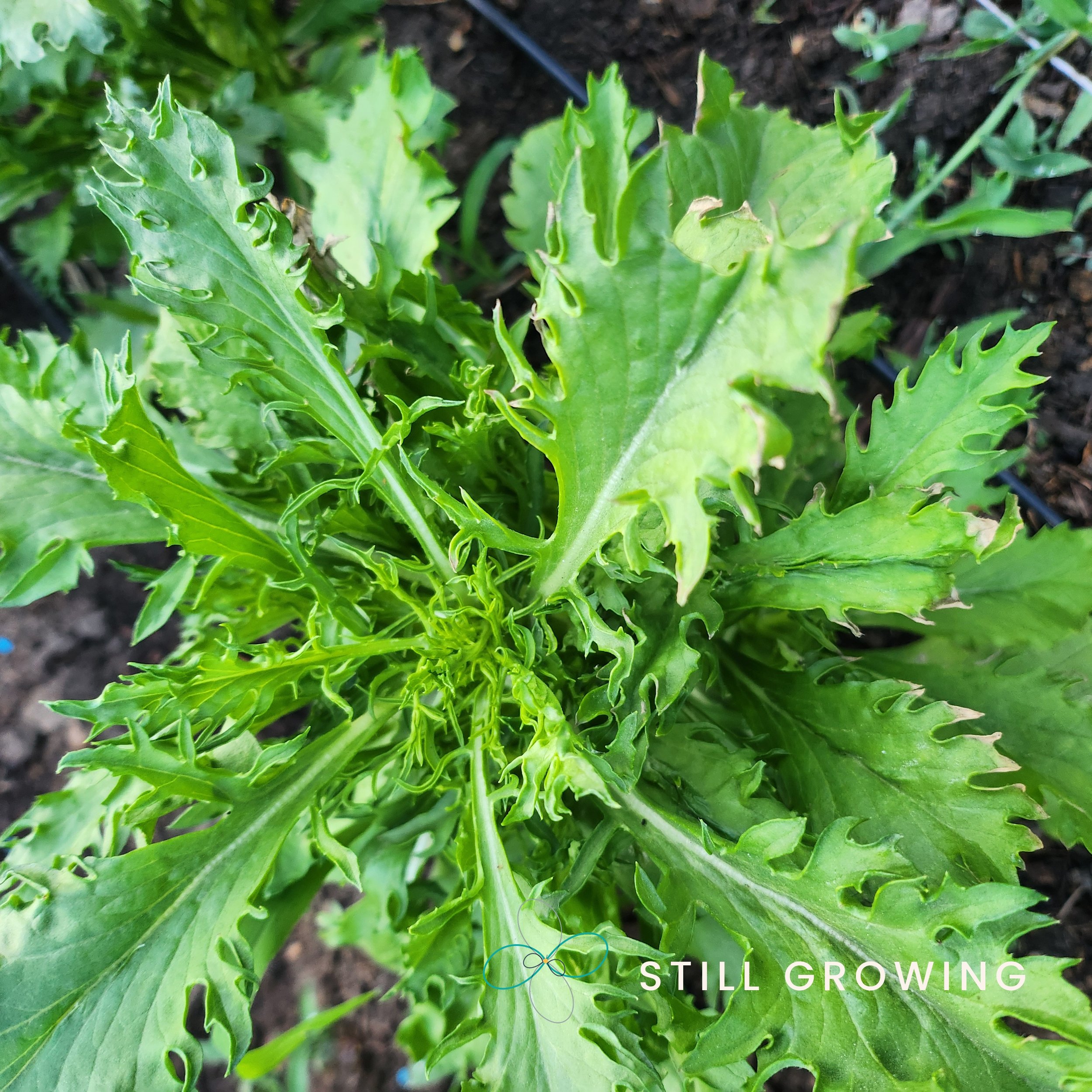 20260522_064147_stillgrowing.jpg