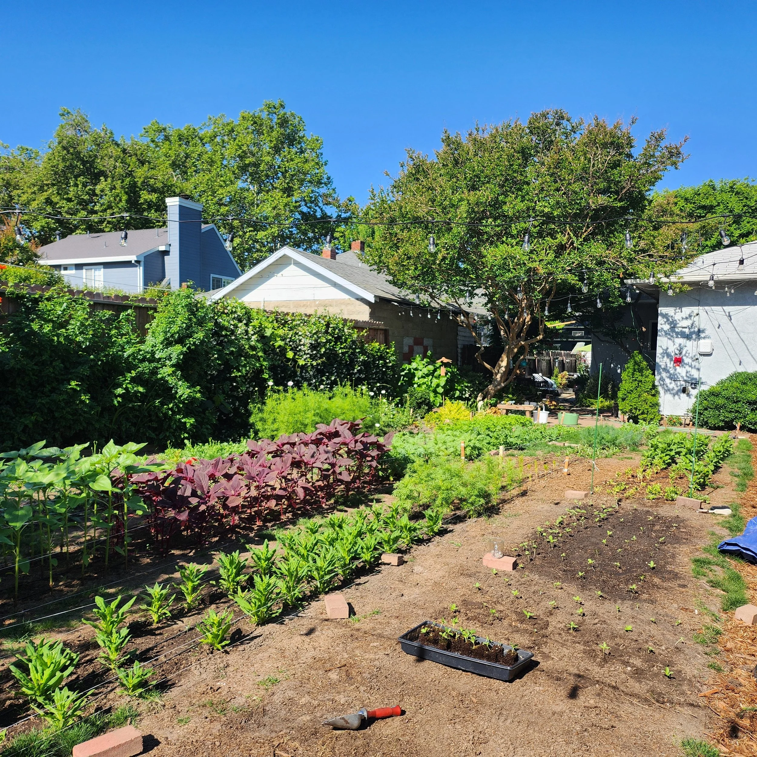 A backyard garden with young plants growing in rows, a garden trowel, a spray bottle, and gardening tools on the soil, with trees and houses in the background under a clear blue sky.