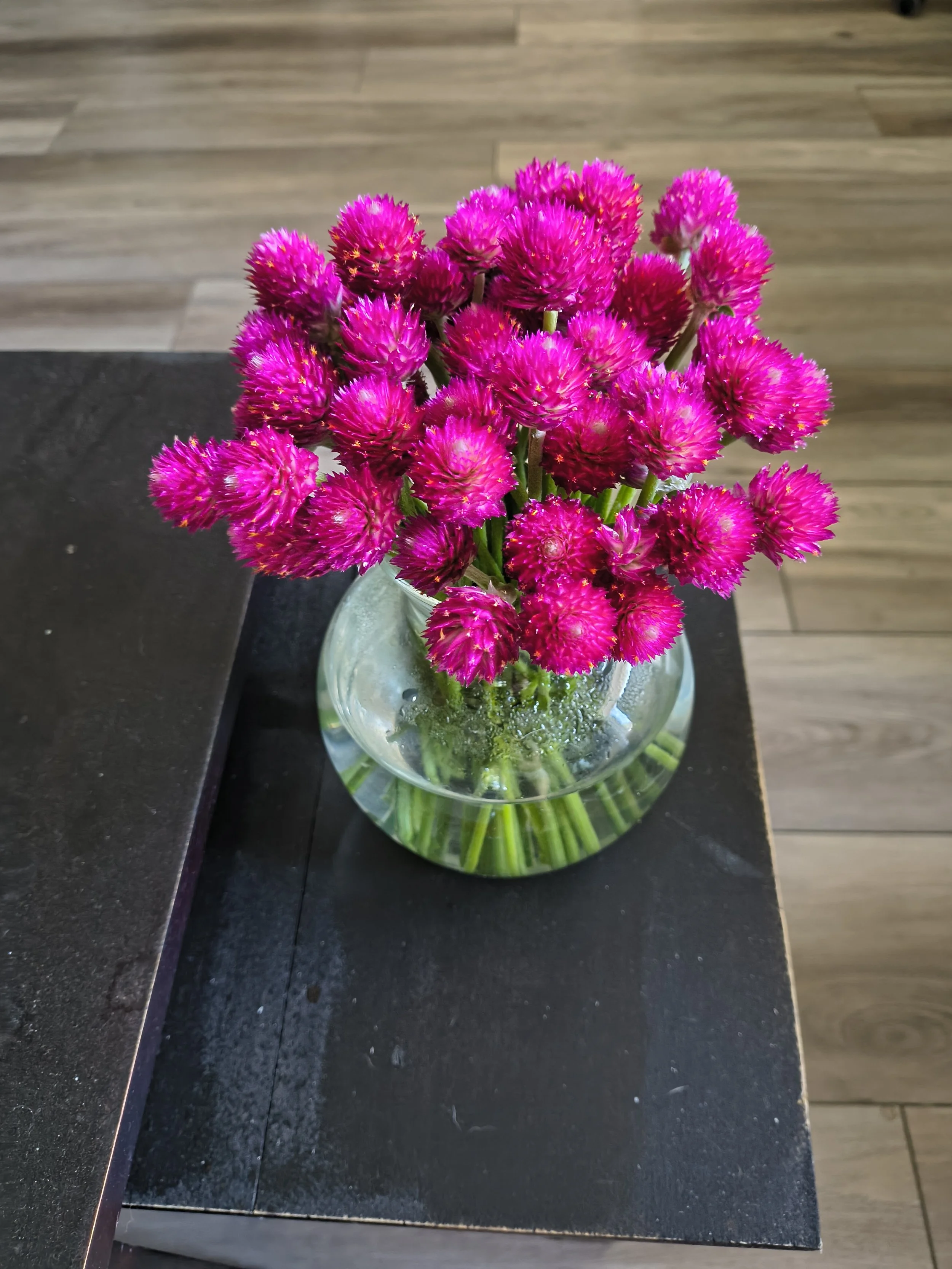 QIS Carmine Gomphrena