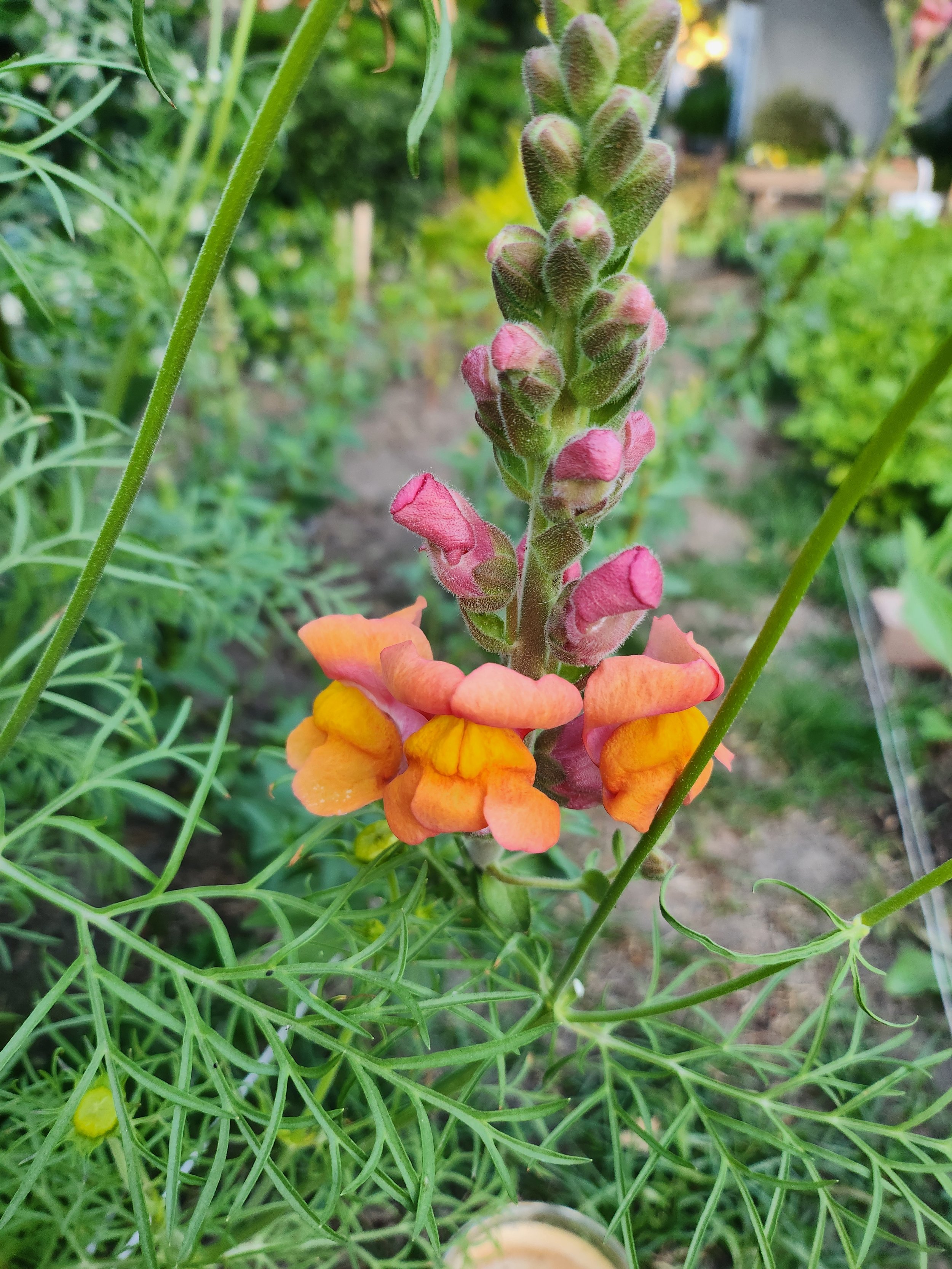 Cannes Orange Snapdragon