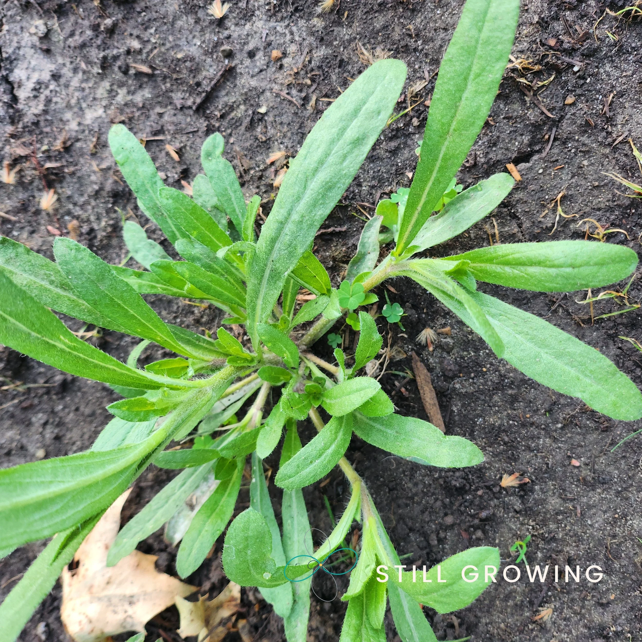 20260522_064353_stillgrowing.jpg