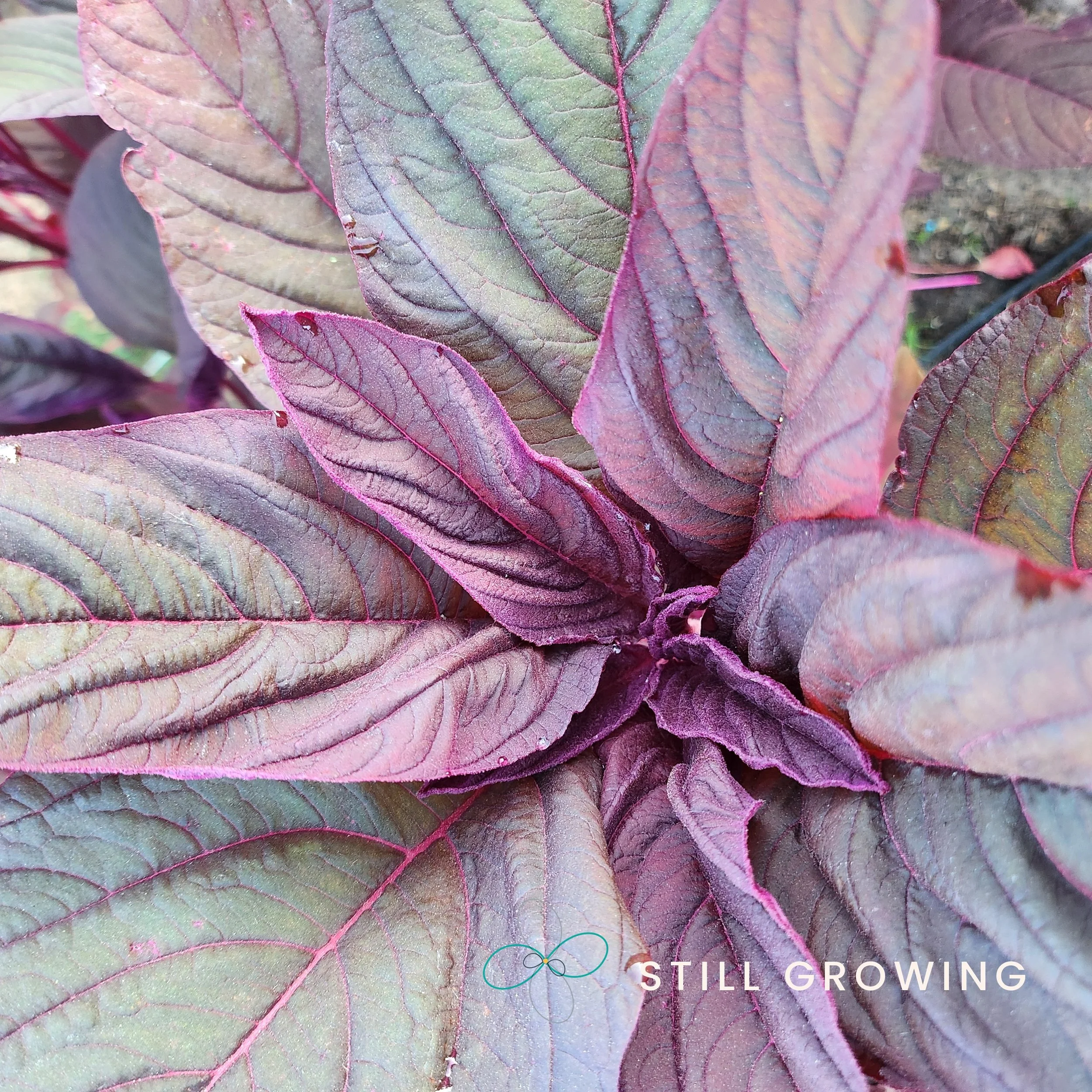 20260522_064243_stillgrowing.jpg