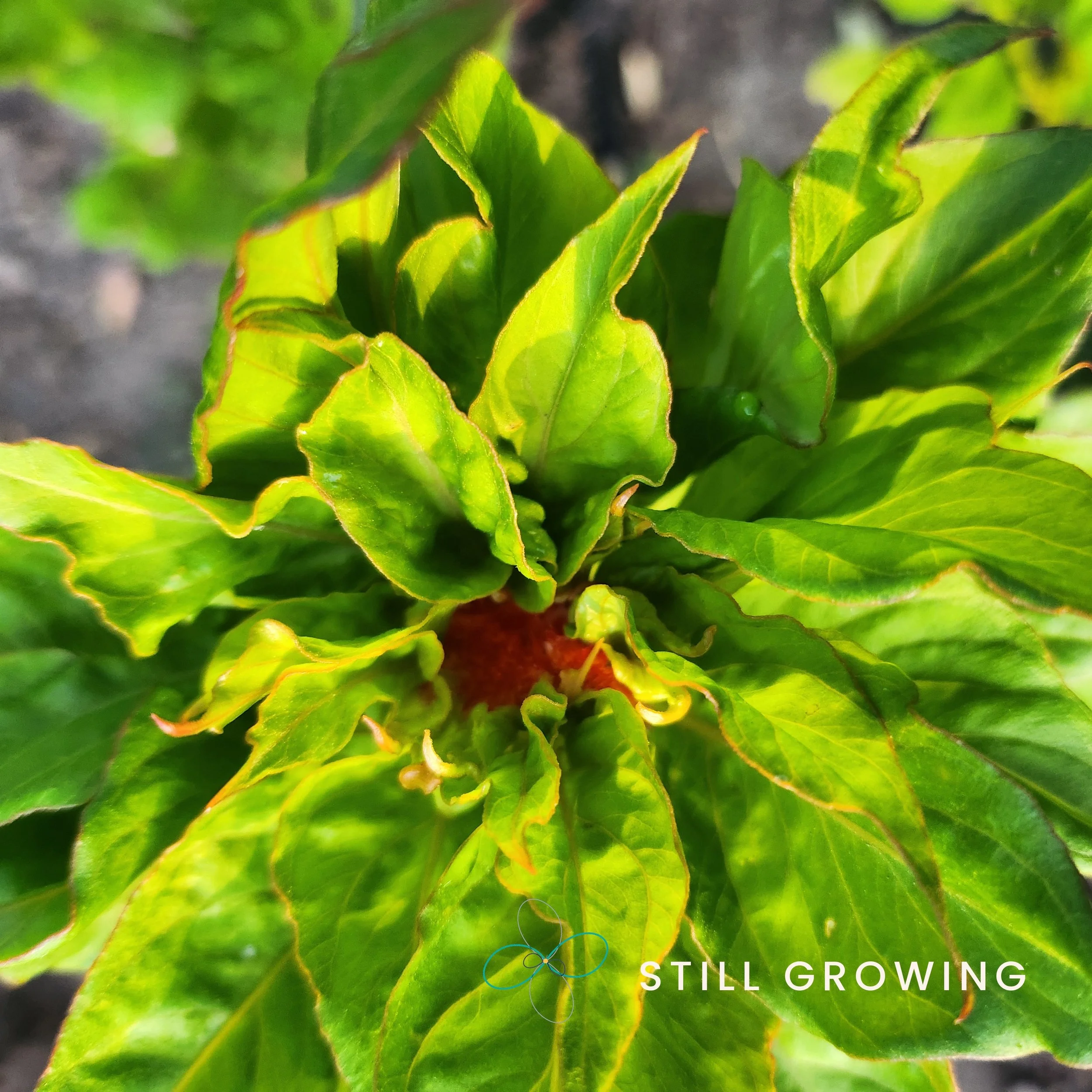 Chief Mix Celosia