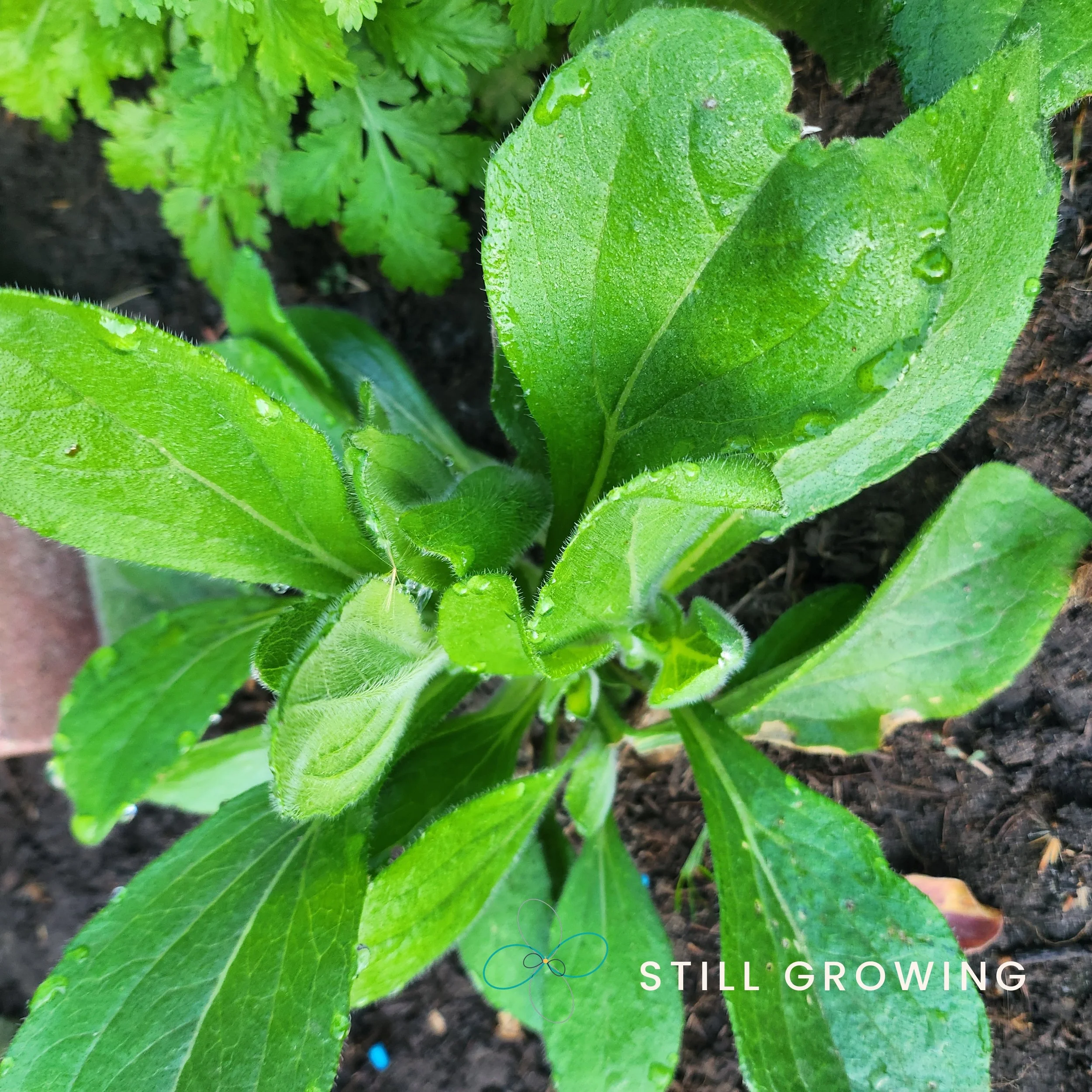 20260522_064321_stillgrowing.jpg