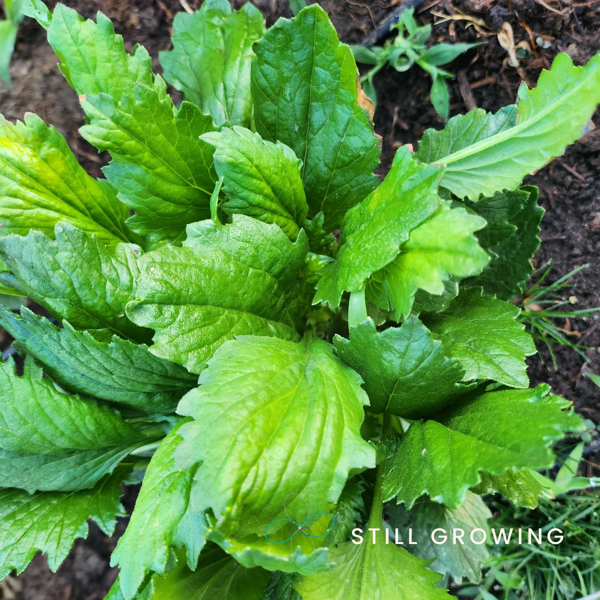 20260522_064157_stillgrowing.jpg