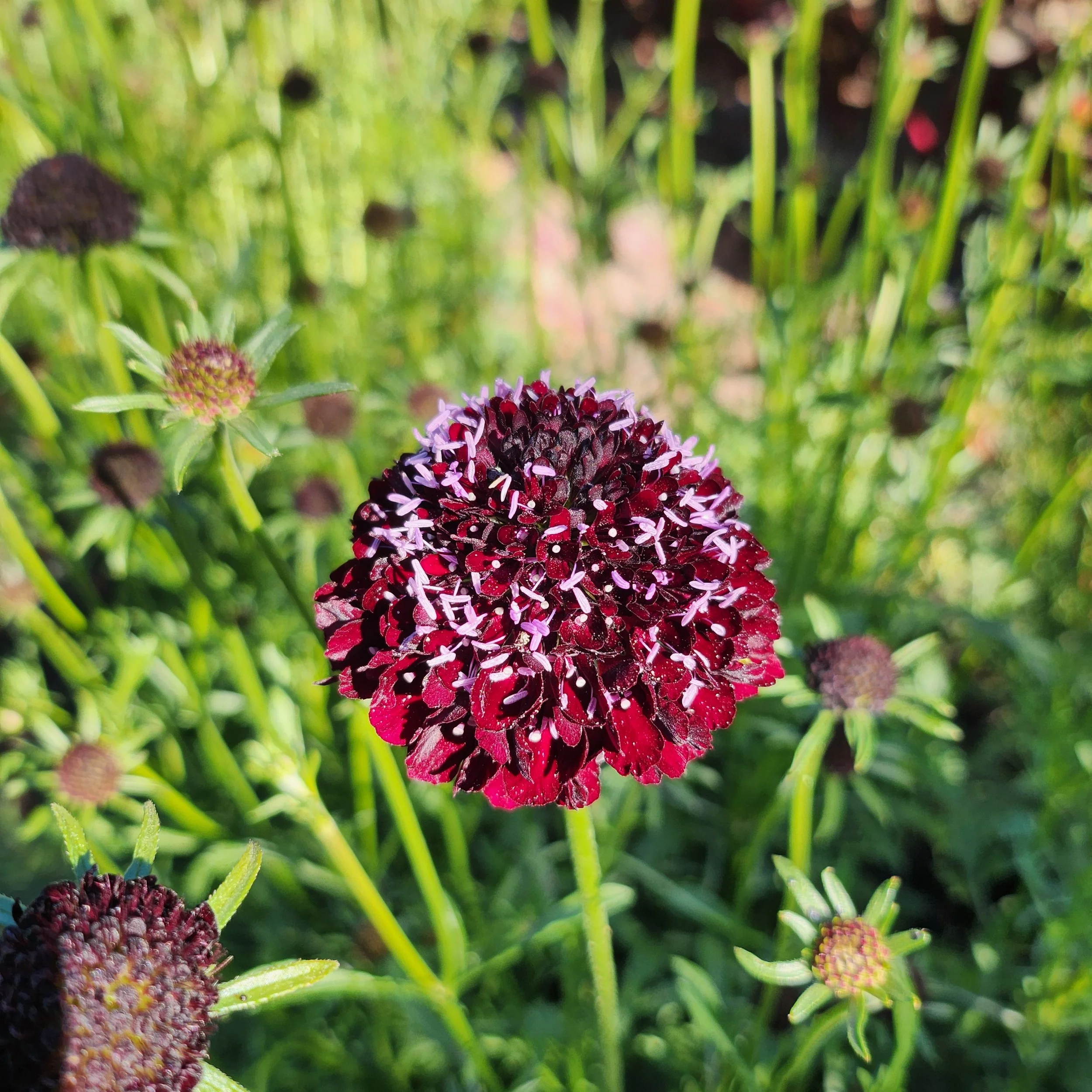 Black Knight Scabiosa
