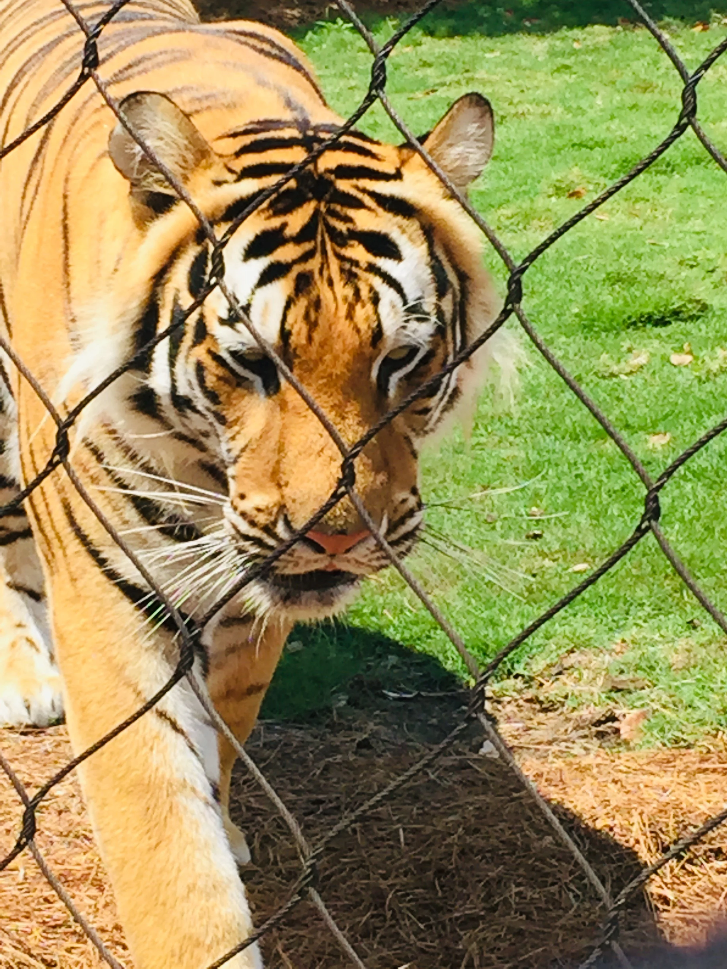 A tiger with orange and black striped fur is behind a black chain-link fence, with green grass and trees in the background.