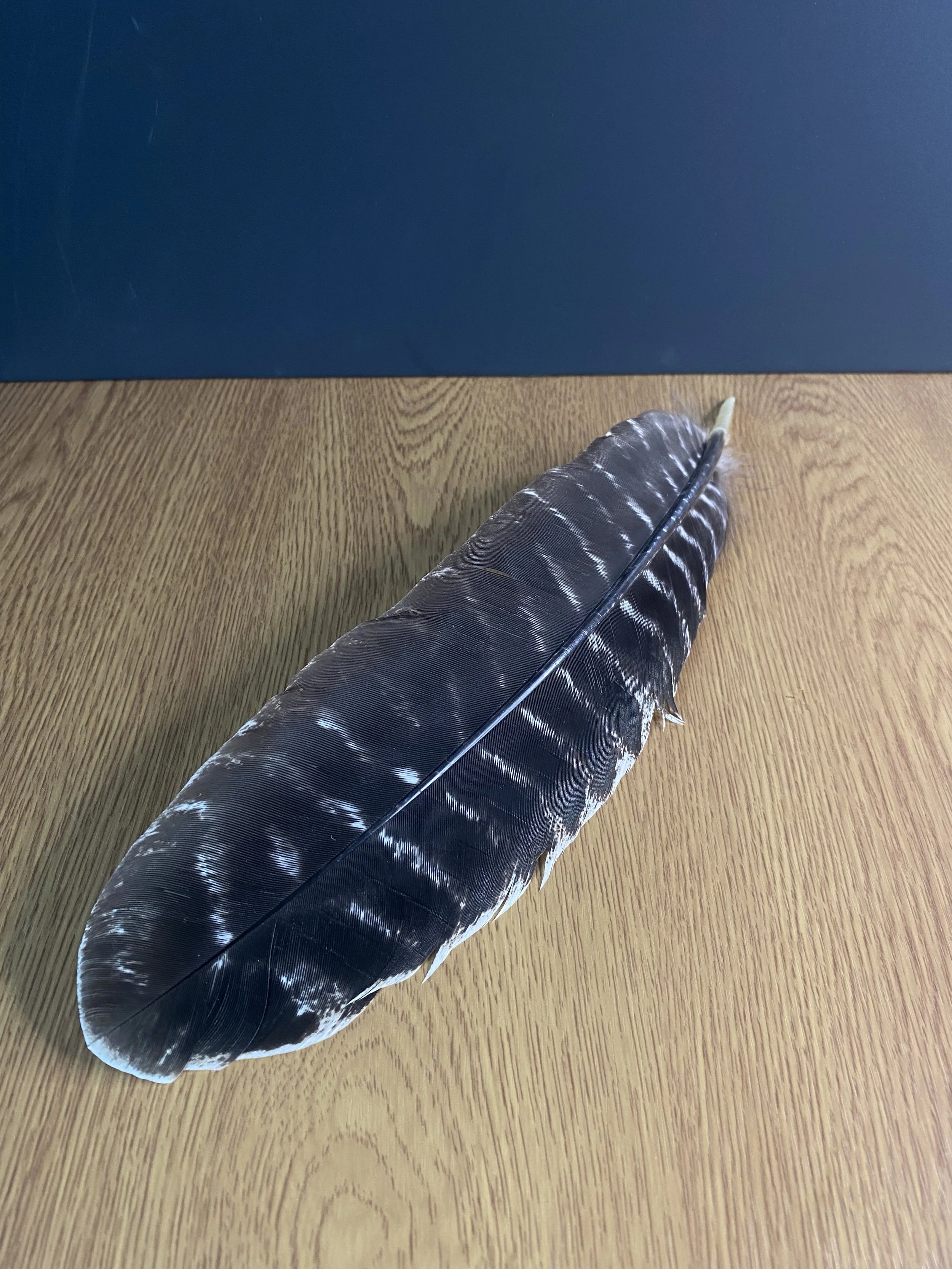 NZ Turkey Feather