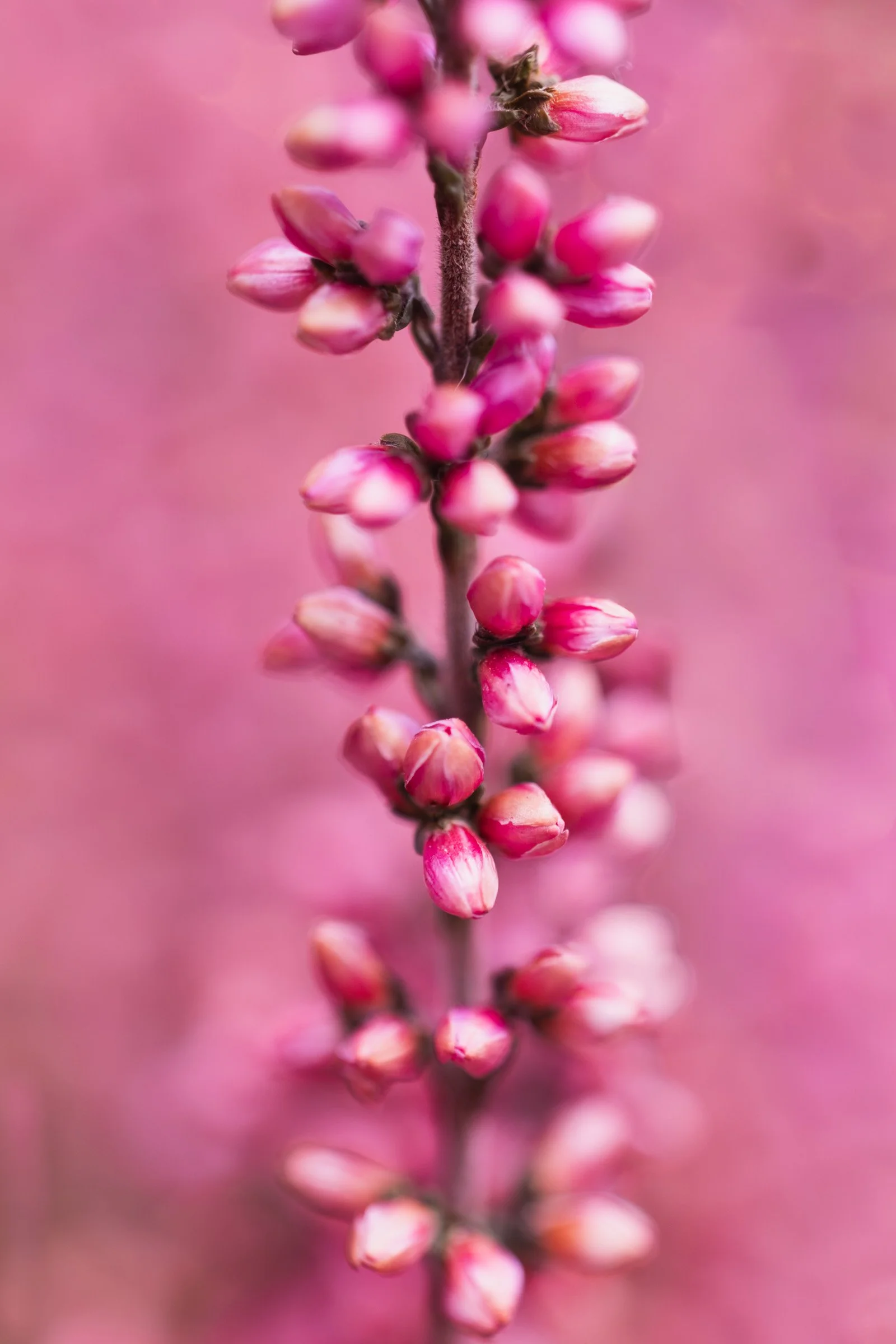 Pink Bloom