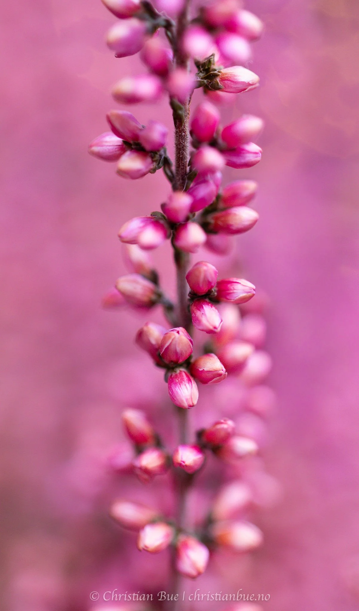 Pink Bloom