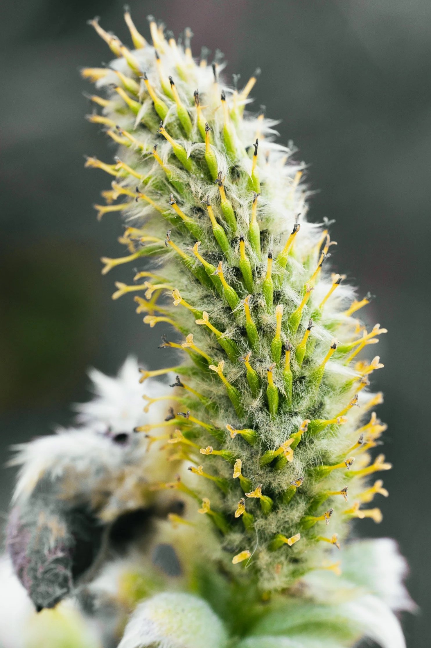 Var008 - Golden Catkin