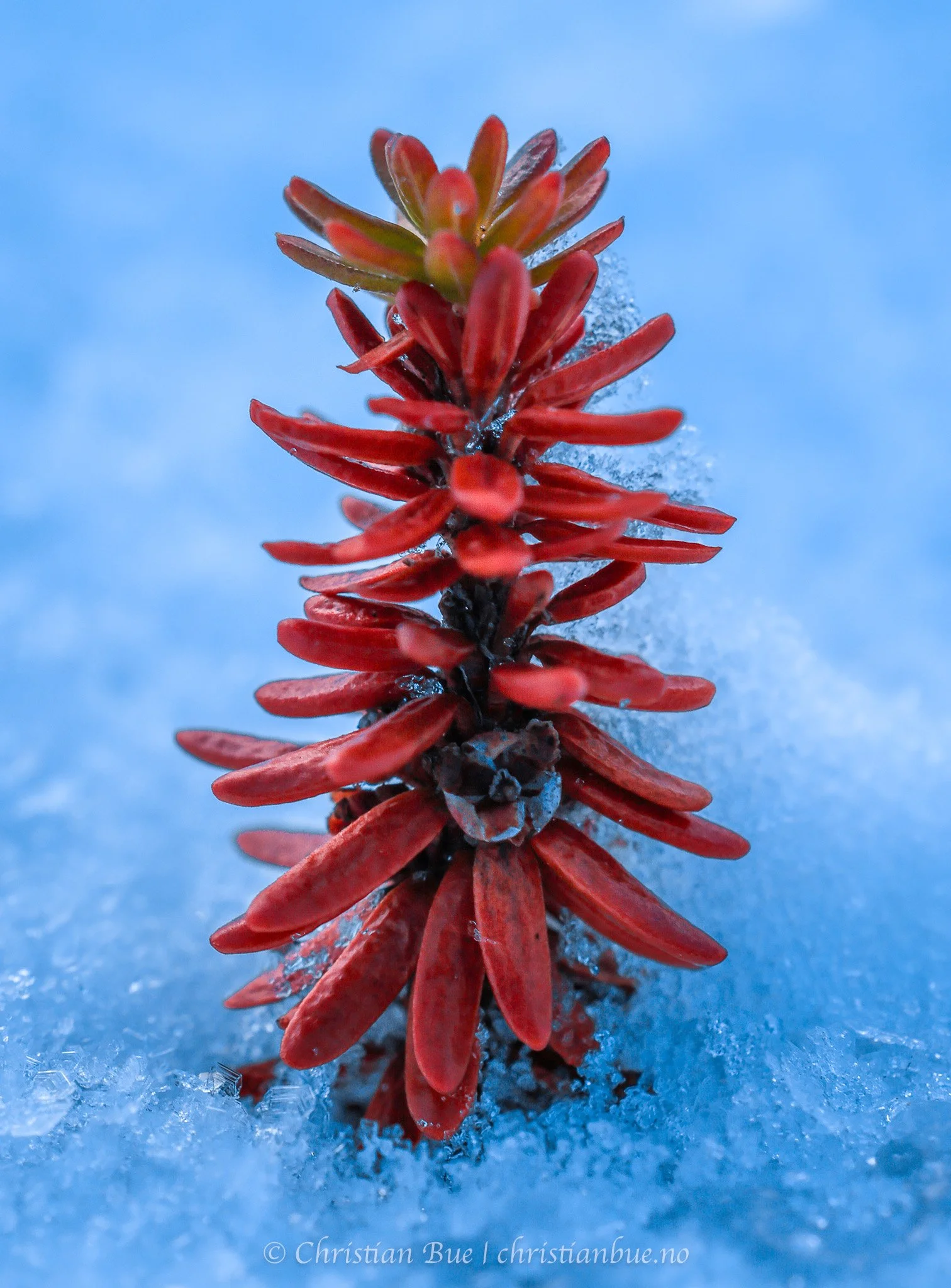 Close-up of a red plant with elongated leaves growing on a icy surface with a blue background.