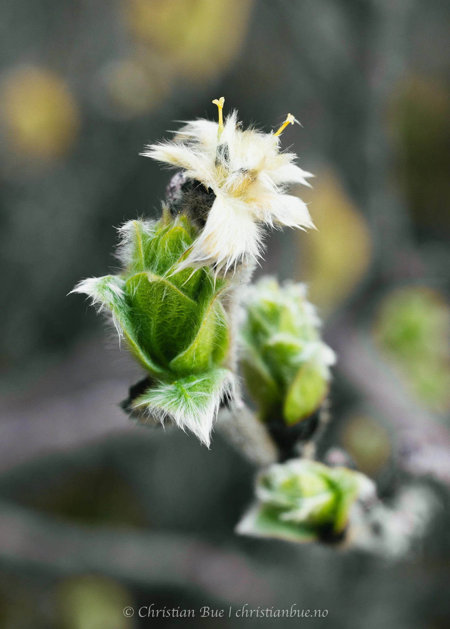Spring
