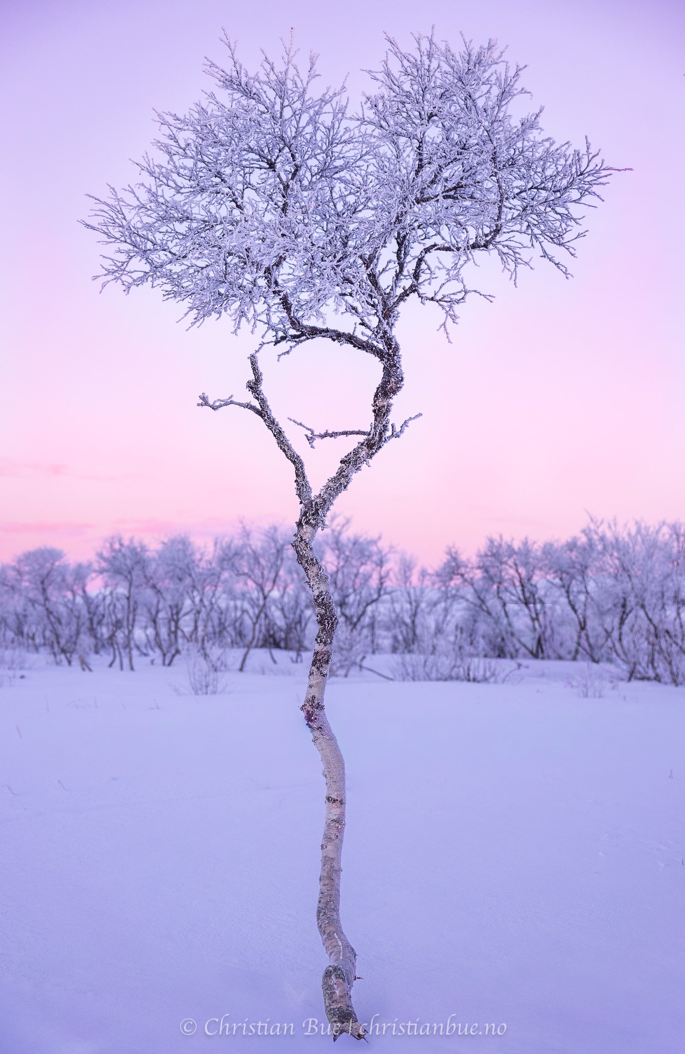 Frosted Birch