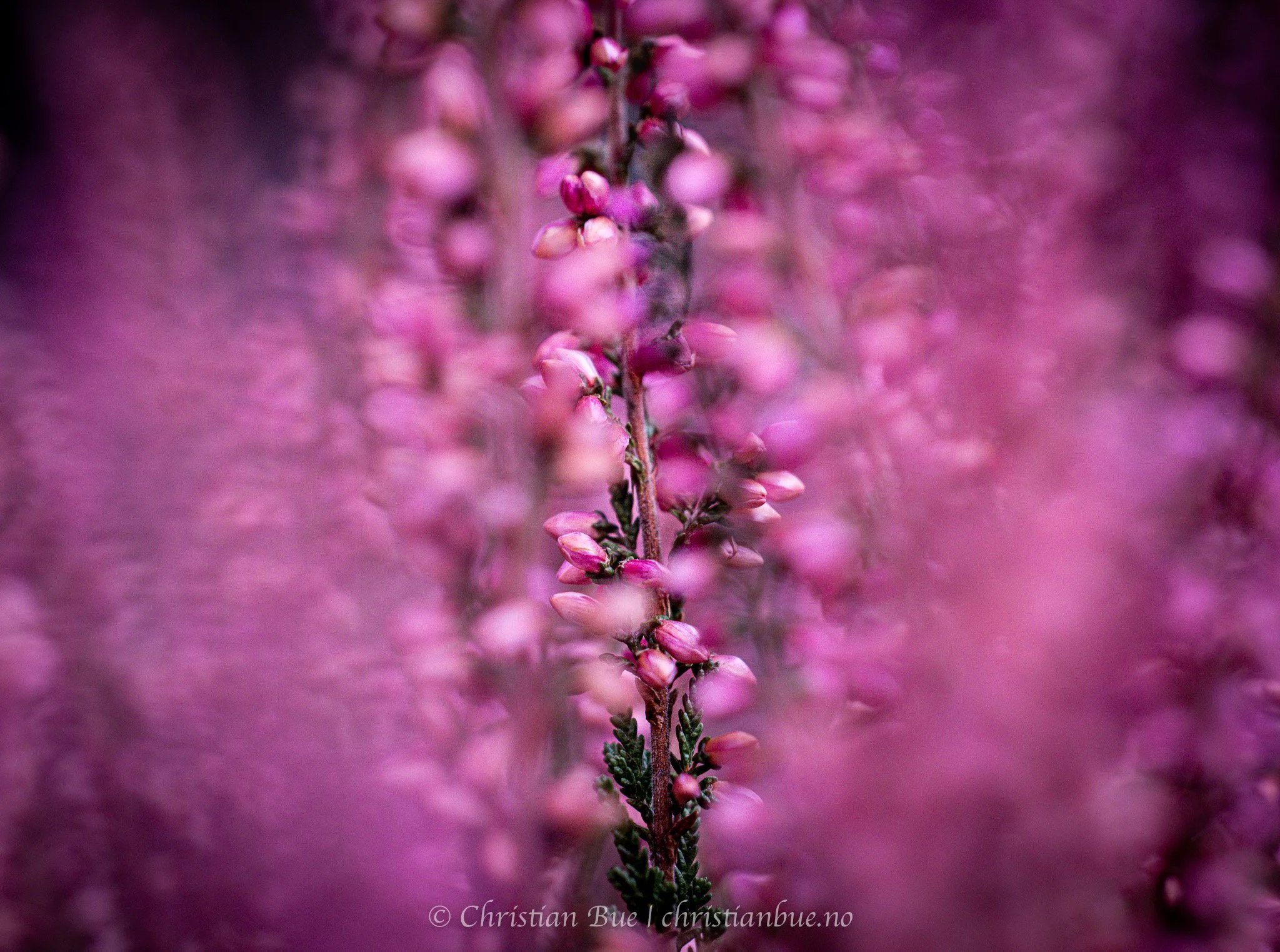 Blossom