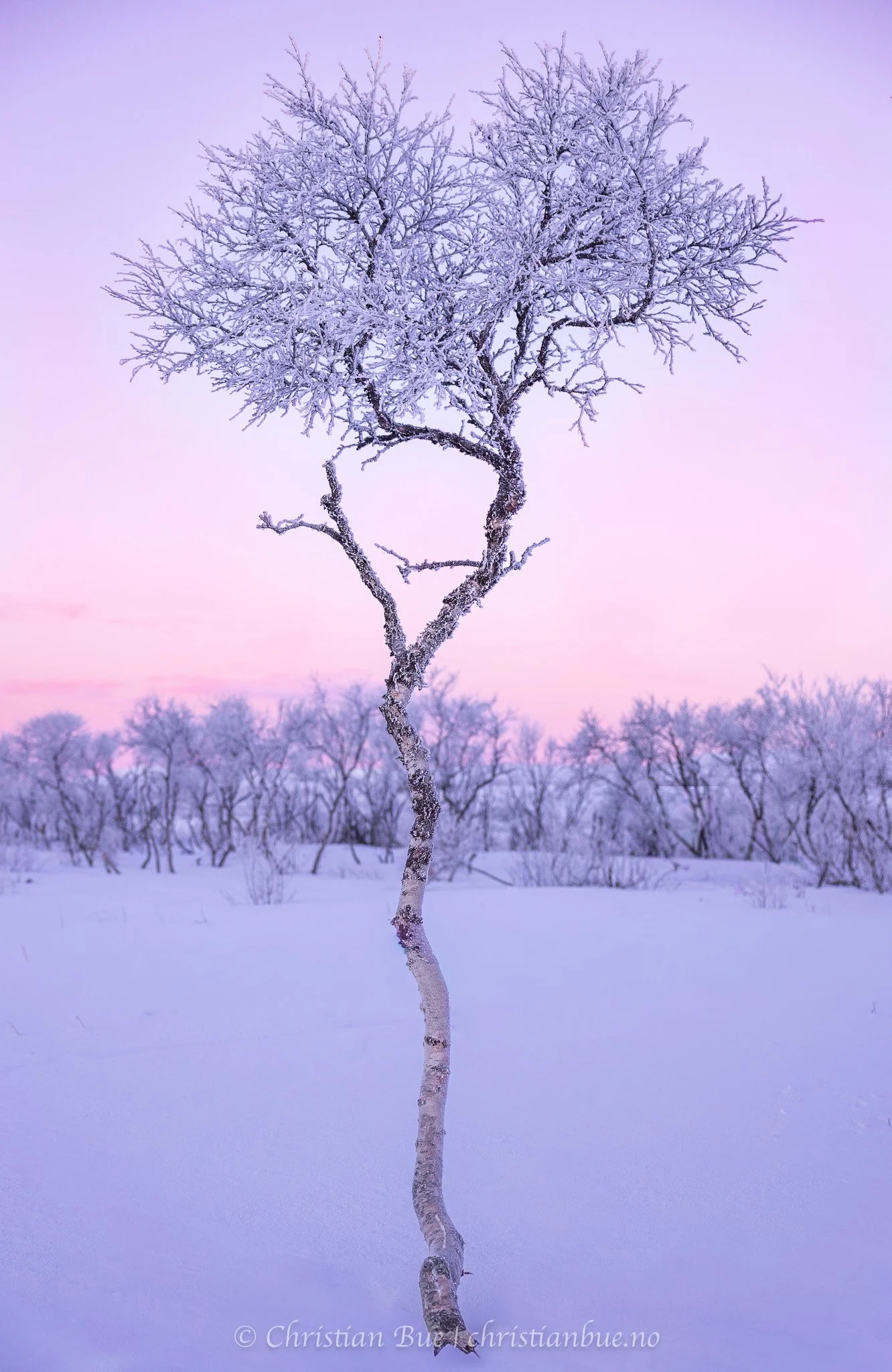A solitary, snow-covered tree with a twisted trunk stands in a winter landscape at sunset. Snow blankets the field, and distant trees are visible under a pastel-colored sky with pink and purple hues.