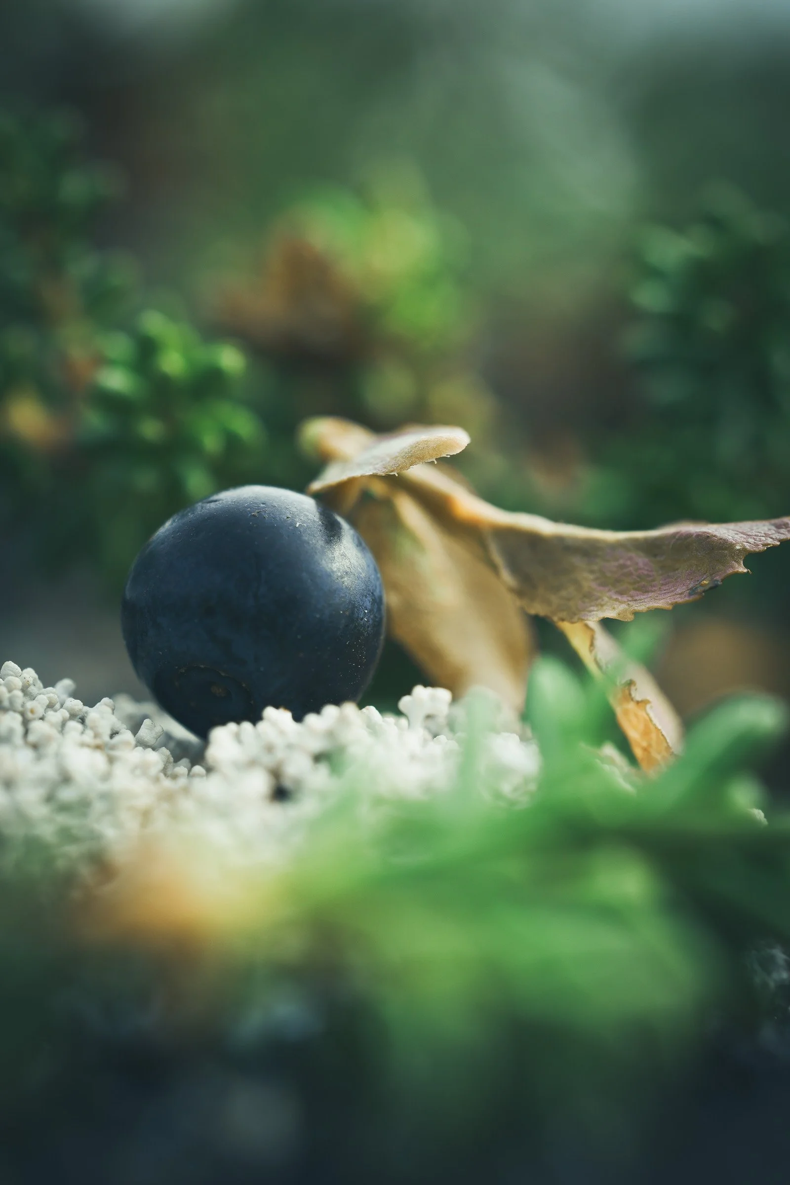 Blueberry