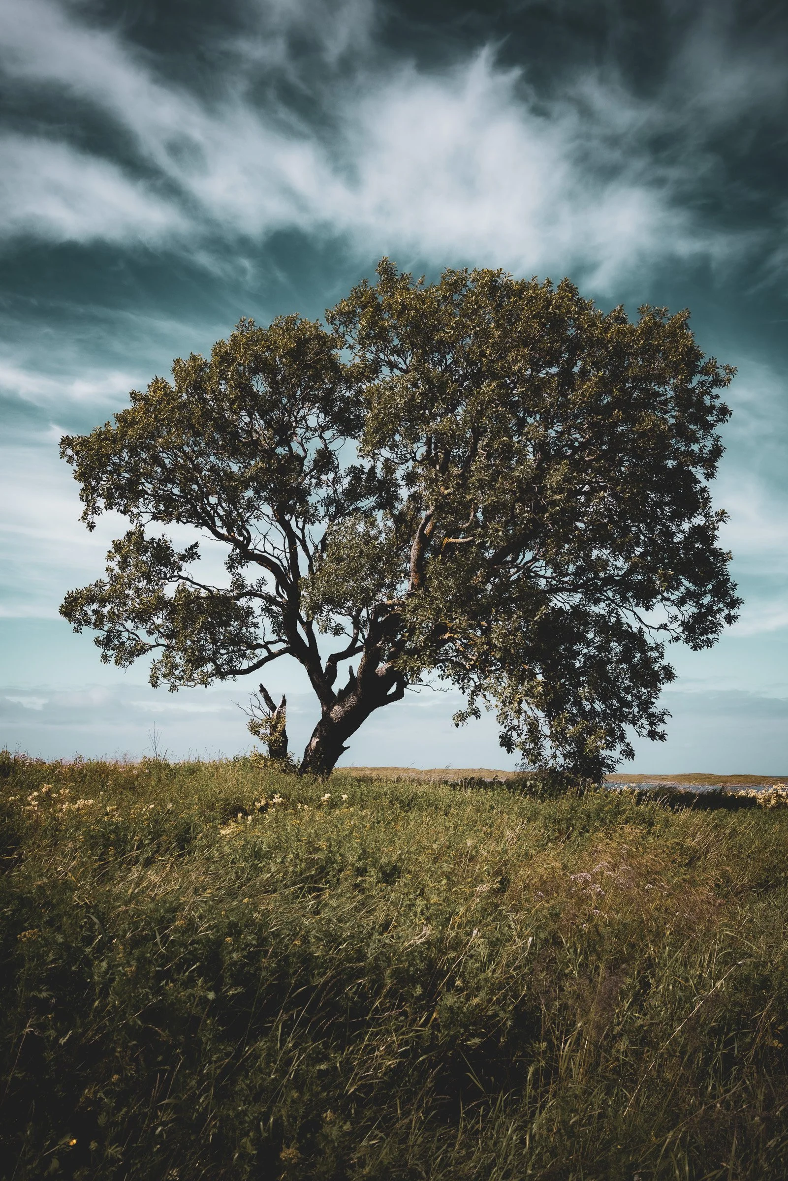 Var020 - Oak (Vega)