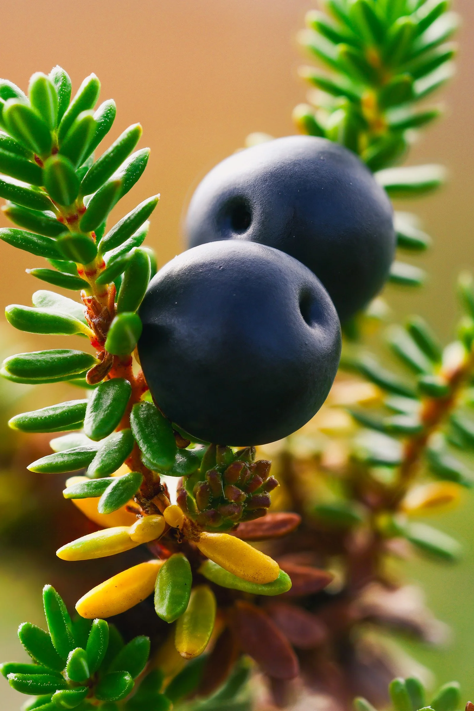 Crowberry