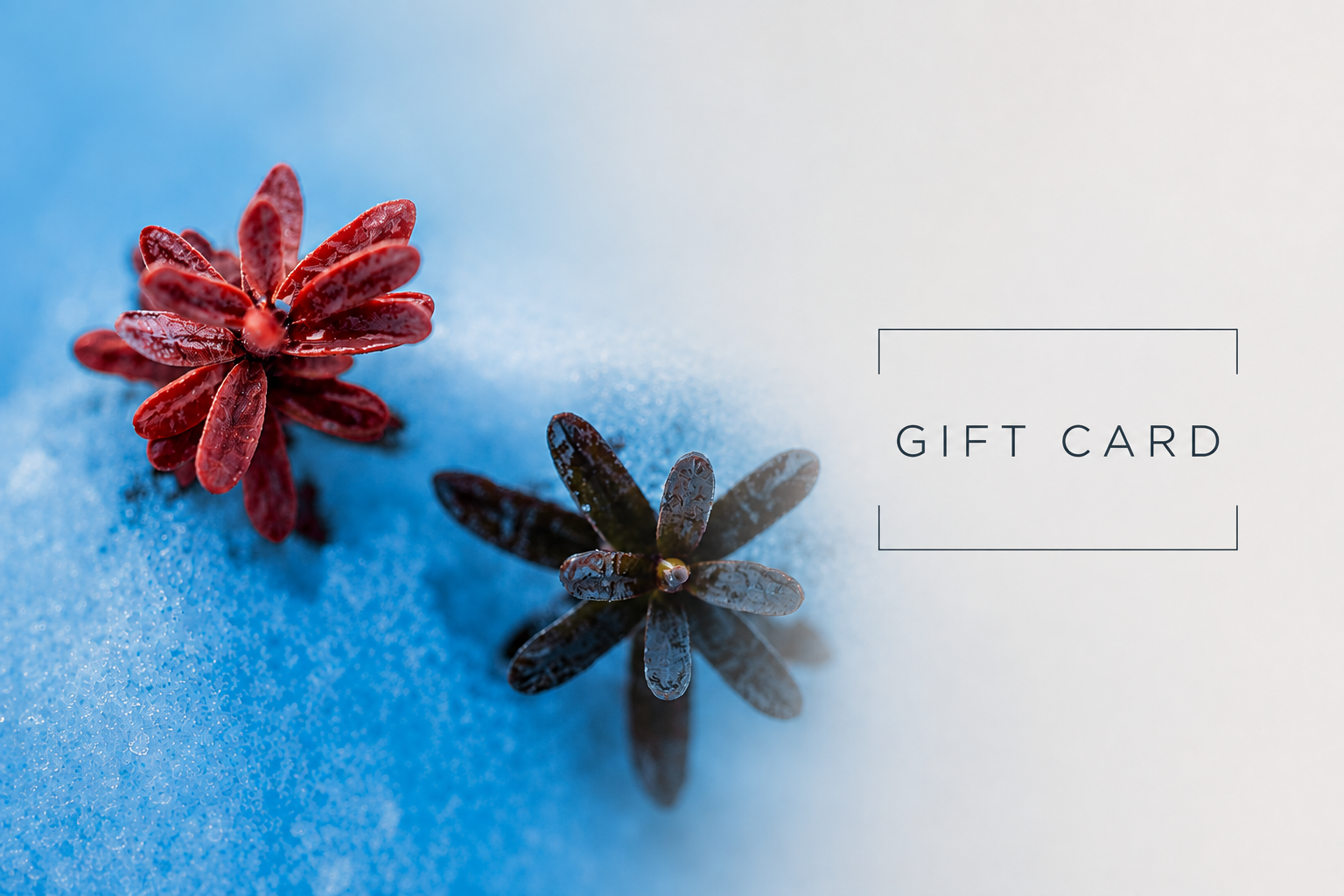 Gift card.png